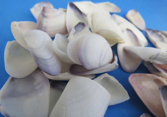 Blue White Coquina Shells Donax Variabilis (approx. 40+ shells 1+ inches)  Great group of shells for coastal crafting and décor!