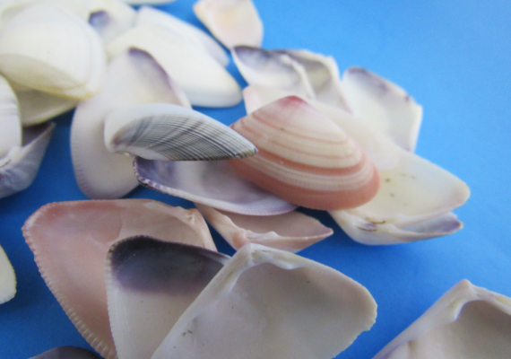 Blue White Coquina Shells Donax Variabilis (approx. 40+ shells 1+ inches)  Great group of shells for coastal crafting and décor!