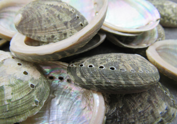 Mini Baby Abalone Green and Silver Seashells (.5 pound approx. 85+ shells  1+ inch) Small shells ideal for jewelry, art, crafts & collecting!