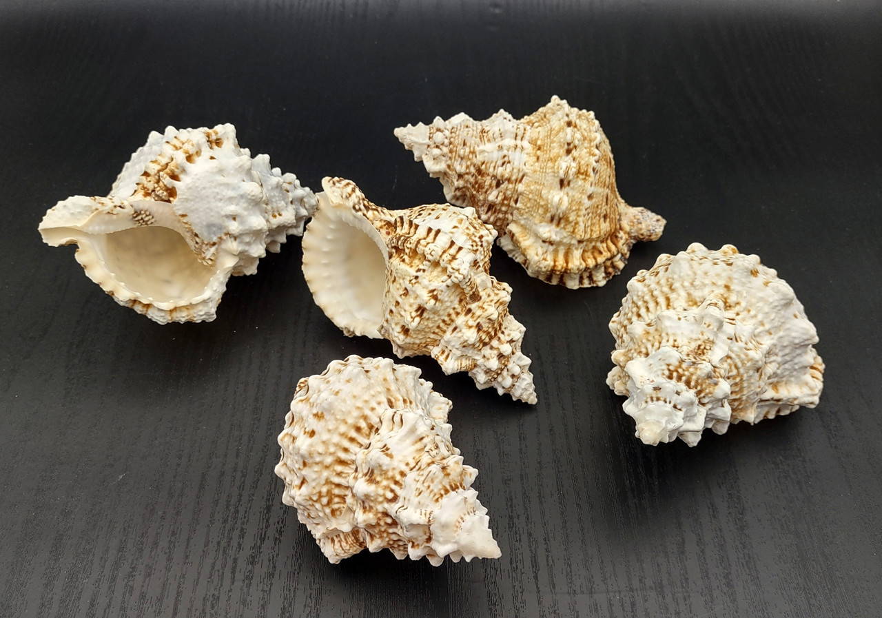 Large Frog Seashells Brown Tan Orange Bursa Bubo (1 shell approx