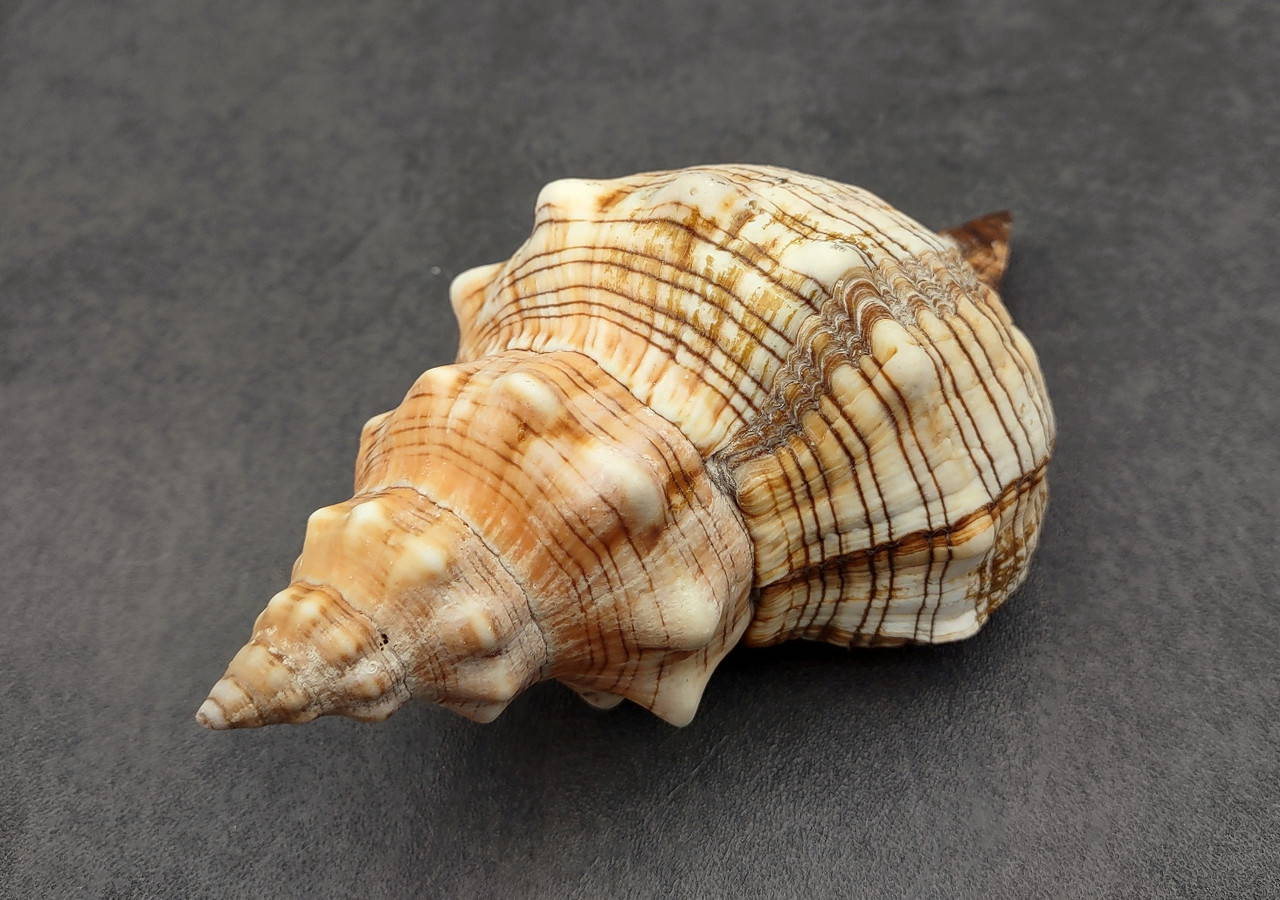 Large Fox Seashell Fasciolaria Trapezium (1 shell approx. 5+