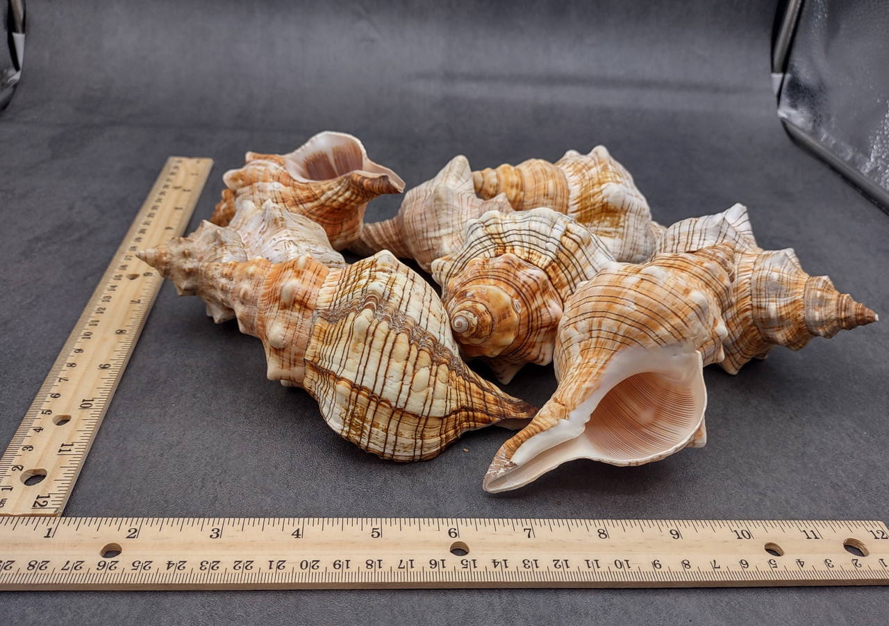 Large Fox Seashell Fasciolaria Trapezium (1 shell approx. 5+