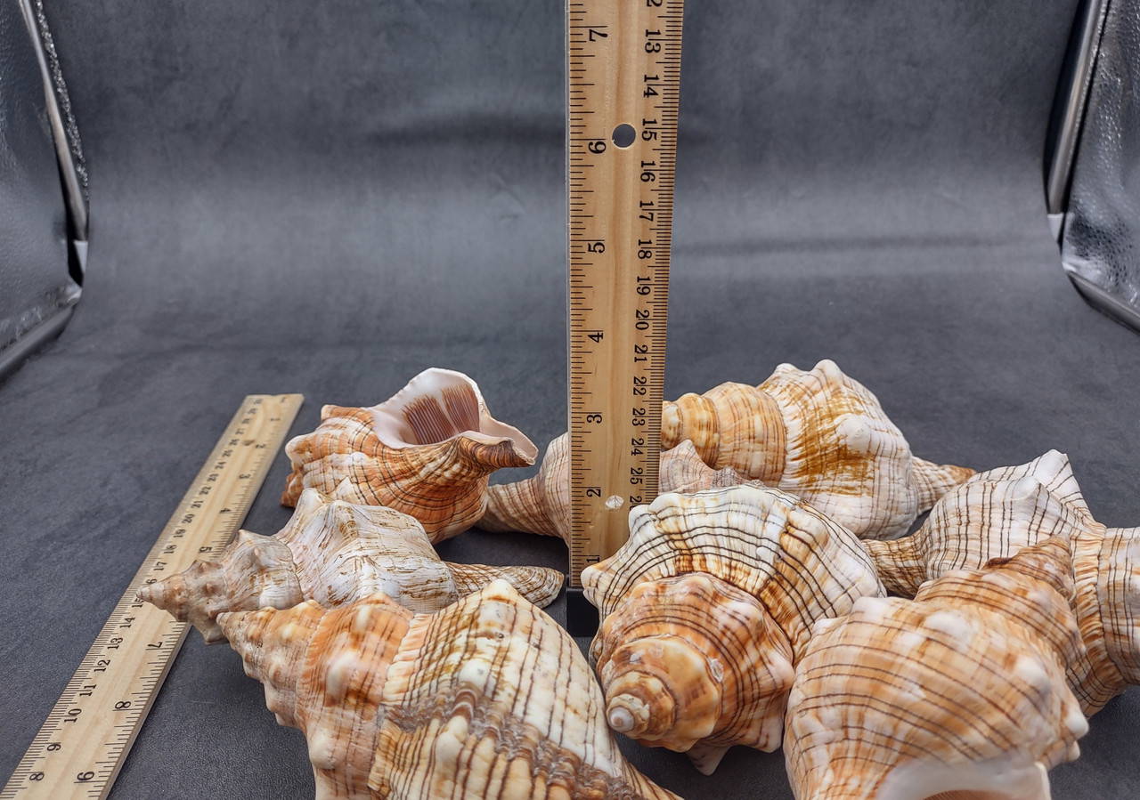 Large Fox Seashell Fasciolaria Trapezium (1 shell approx. 5+