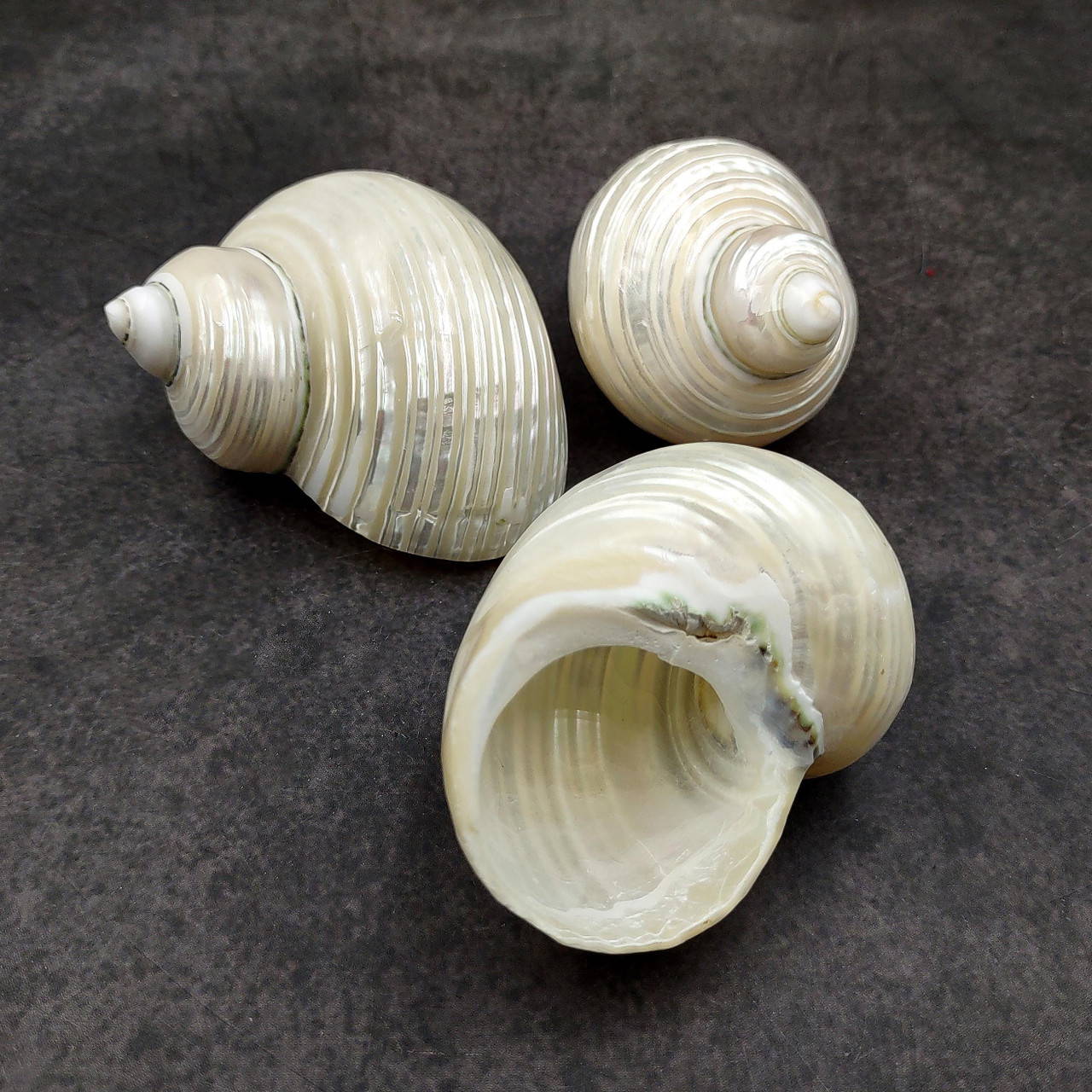 Pearlized Jade Turbo Seashell Turbo Burgessi (1 shell approx. 2.25