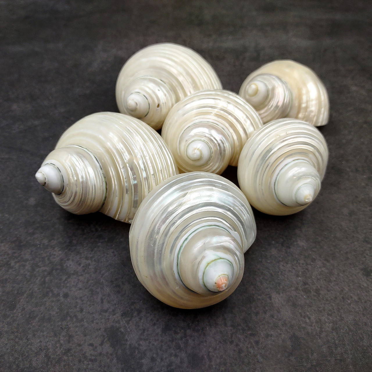 貝殻 Pearlized Jade Turbo Seashell Turbo Burgessi (1 shell approx. 2.25