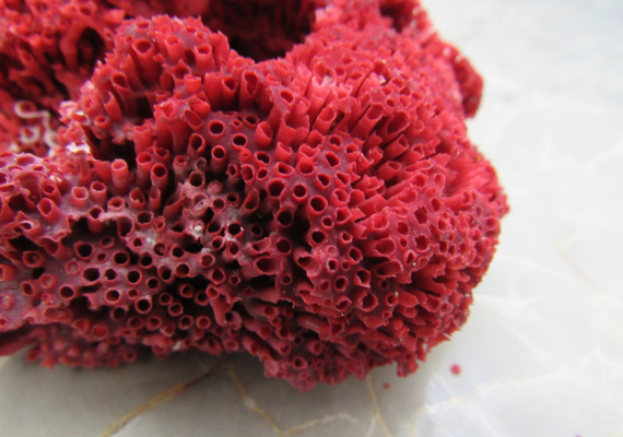 Red Pipe Organ Coral - Tubipora Musica - (1 Coral approx. 3-4 inches)