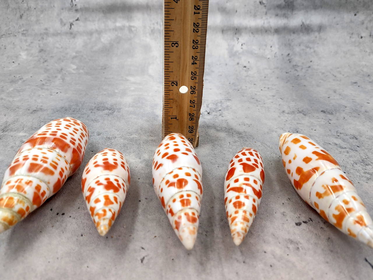 Spotted Orange White Episcopal Miter Seashell Mitra Mitra (1 shell
