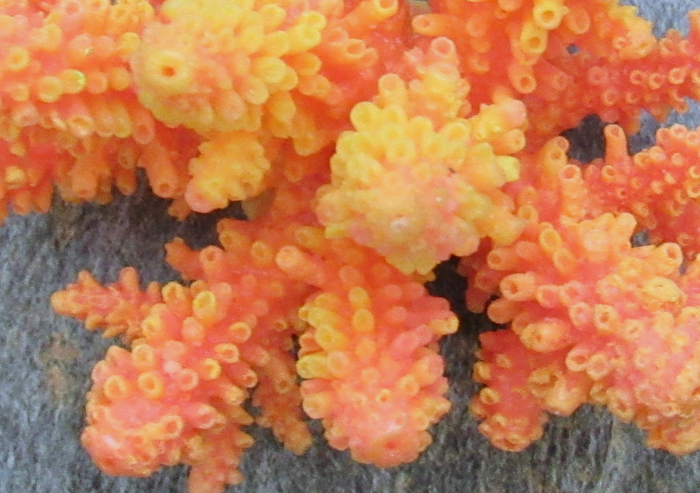 Tan FAUX Staghorn Coral - Acropora Humilis - (1 FAKE Coral approx