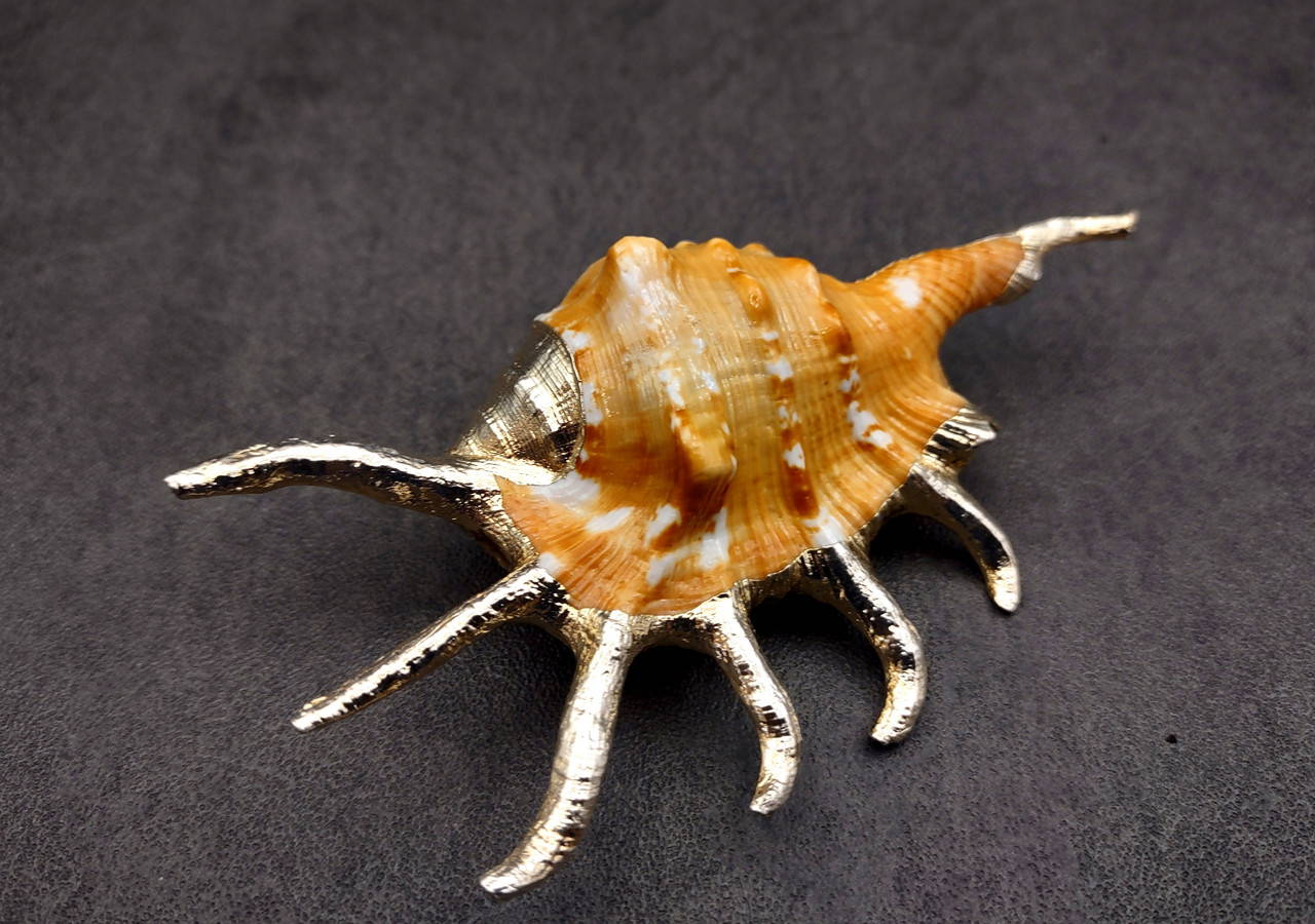 Silver Plated Orange Spider Seashell Lambis Crotata (1 shell
