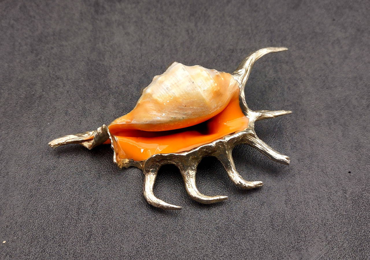 Silver Plated Orange Spider Seashell Lambis Crotata (1 shell