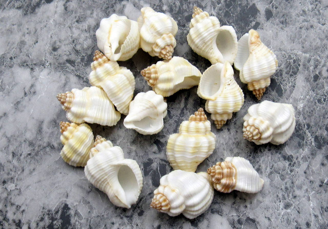 15 Inches Shell Nutmeg Snail Seashells Cancellara Undulata (15 shells approx. 1+ inches ...