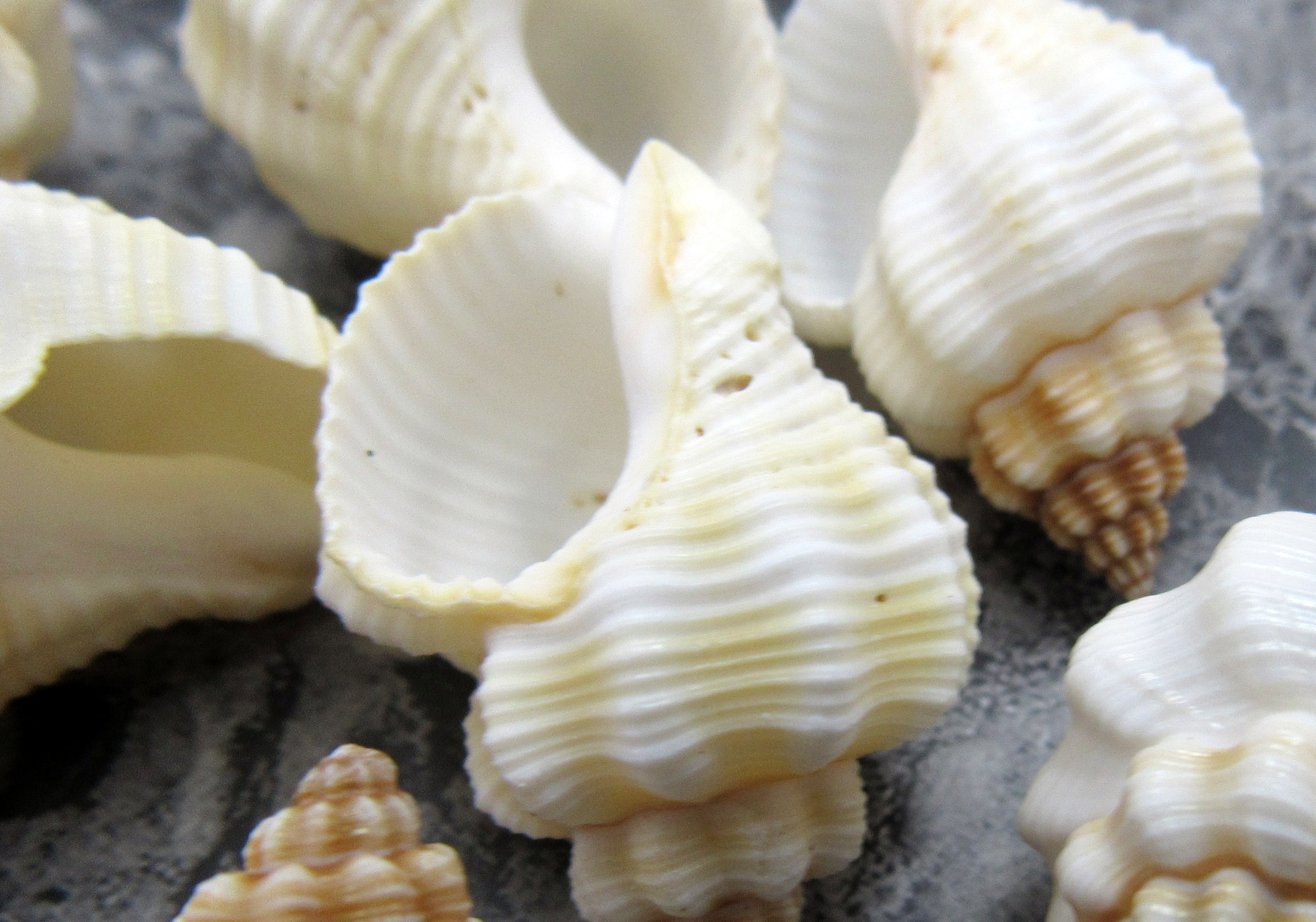 SHELLS, ASST, NUTMEG, SNAIL, 110 PCS