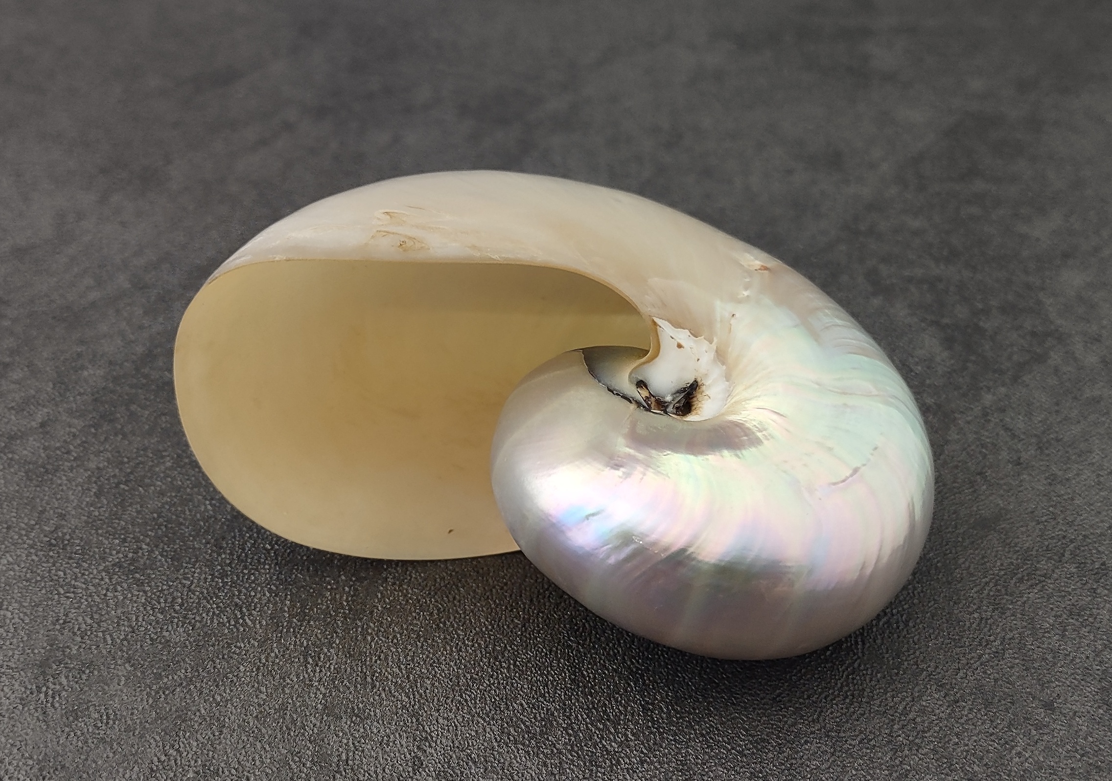 pearl nautilus seashell