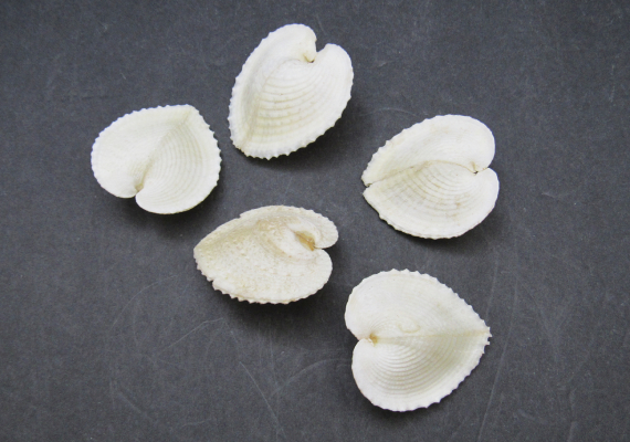 Pack of 10 cockle white seashells - genuine shells for decoration, crafts &  displays