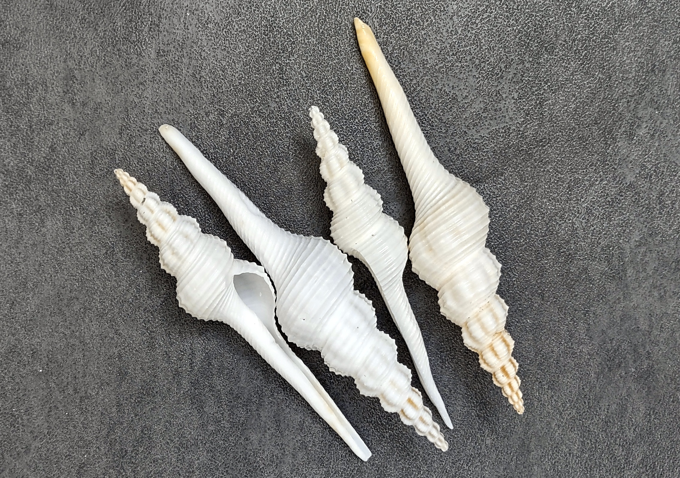Fusinus forceps Seashells: White Spindle Seashells, 1 large whole shel –  Nature Beads