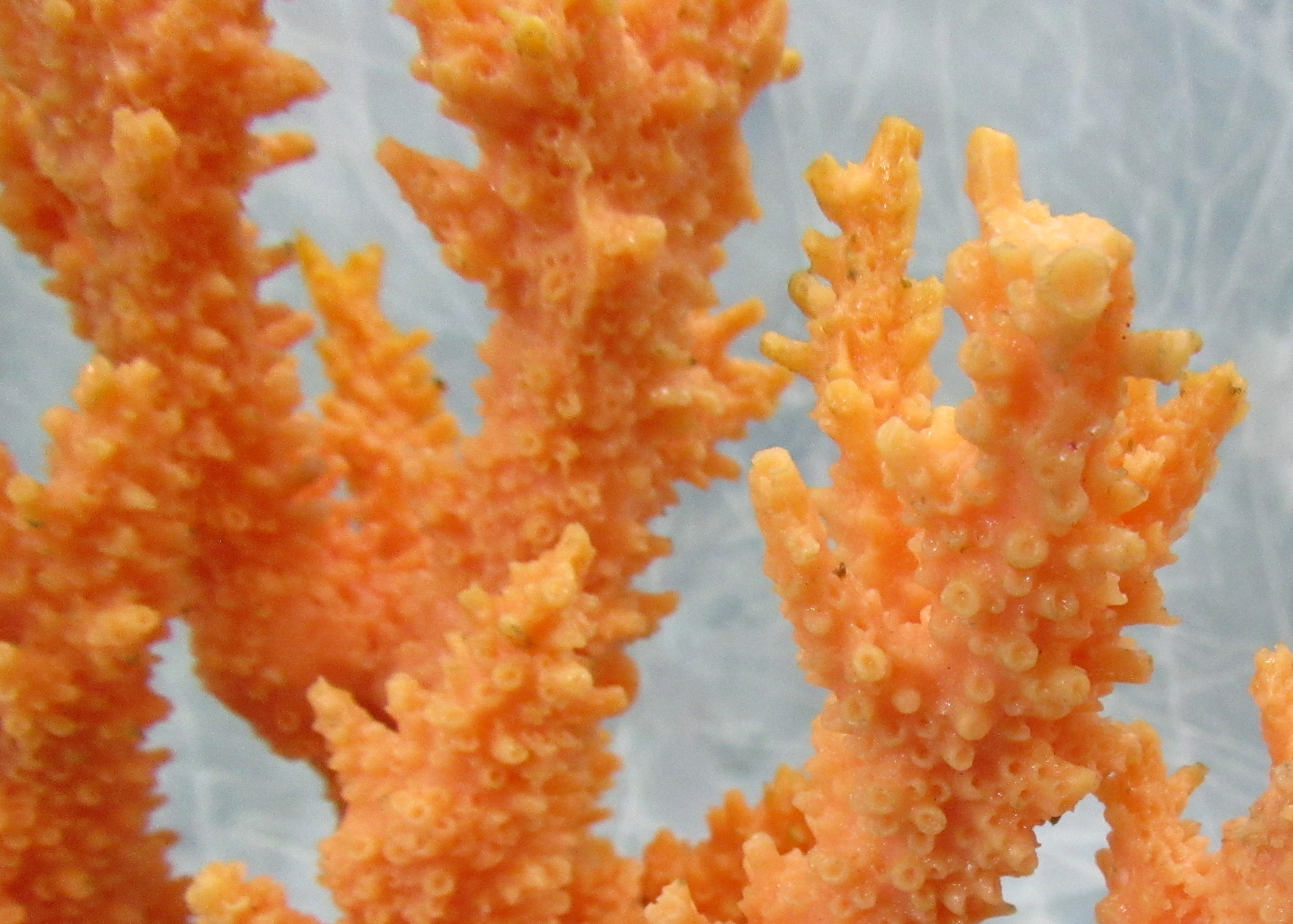 Tan FAUX Staghorn Coral - Acropora Humilis - (1 FAKE Coral approx.  6Wx6.5Dx7.5T inches)