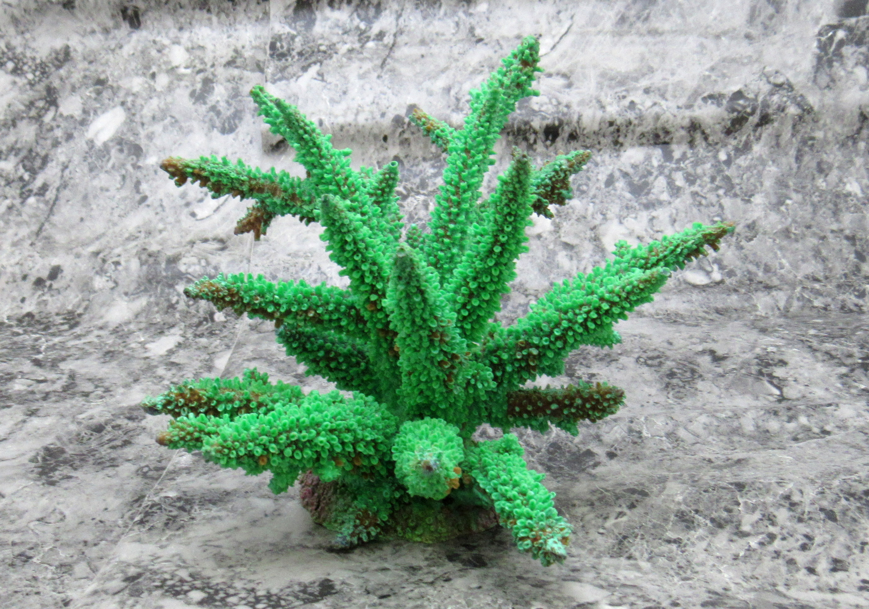 Green FAUX Finger Staghorn Coral - Acropora Humilis - (1 Fake