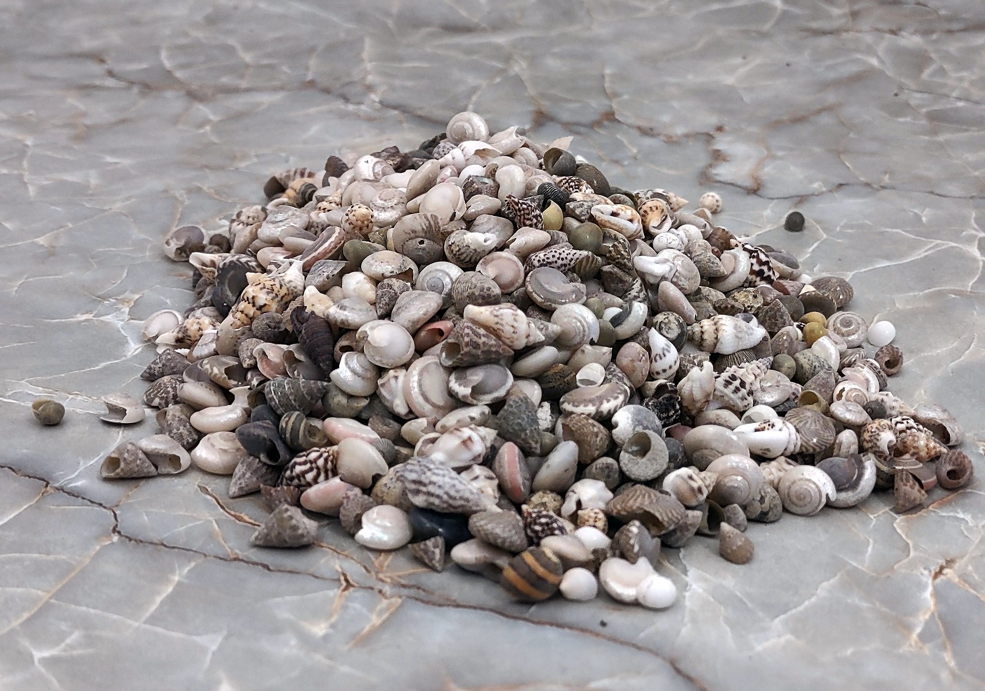 Premium Tiny Seashell Mix, Including Sea Shells, Sea Snails and Starfish  Total 300+PCS (8 Kinds), Shells for Crafts Decorating Resin and Mosaics