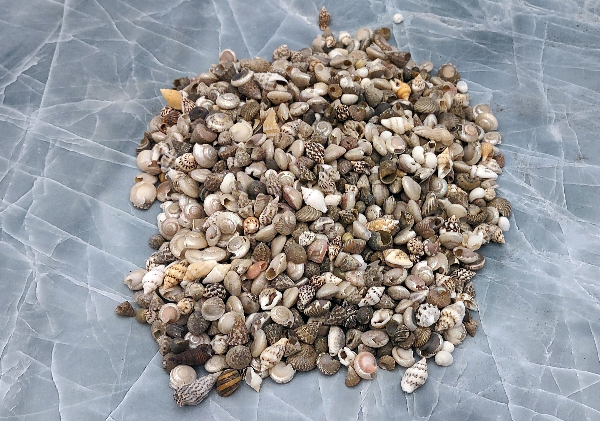 PEPPERLONELY Extra Small Drilled Shell Mix Sea Shells, 4 OZ Apprx. 400+ PC  Shells, 1/4 Inch ~ 3/4 Inch