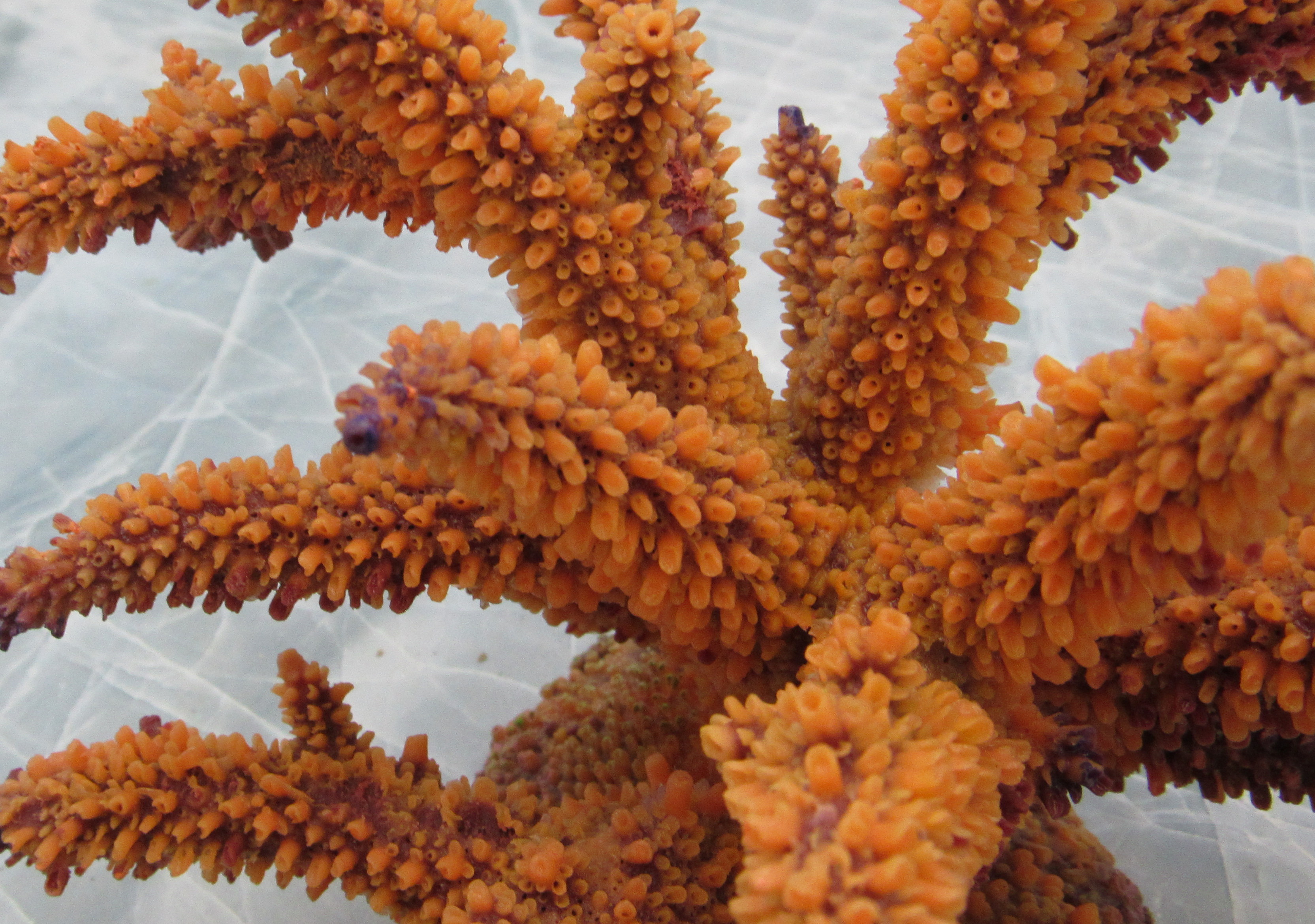 Green FAUX Finger Staghorn Coral - Acropora Humilis - (1 Fake Coral approx.  5Wx3Tx5D inches)