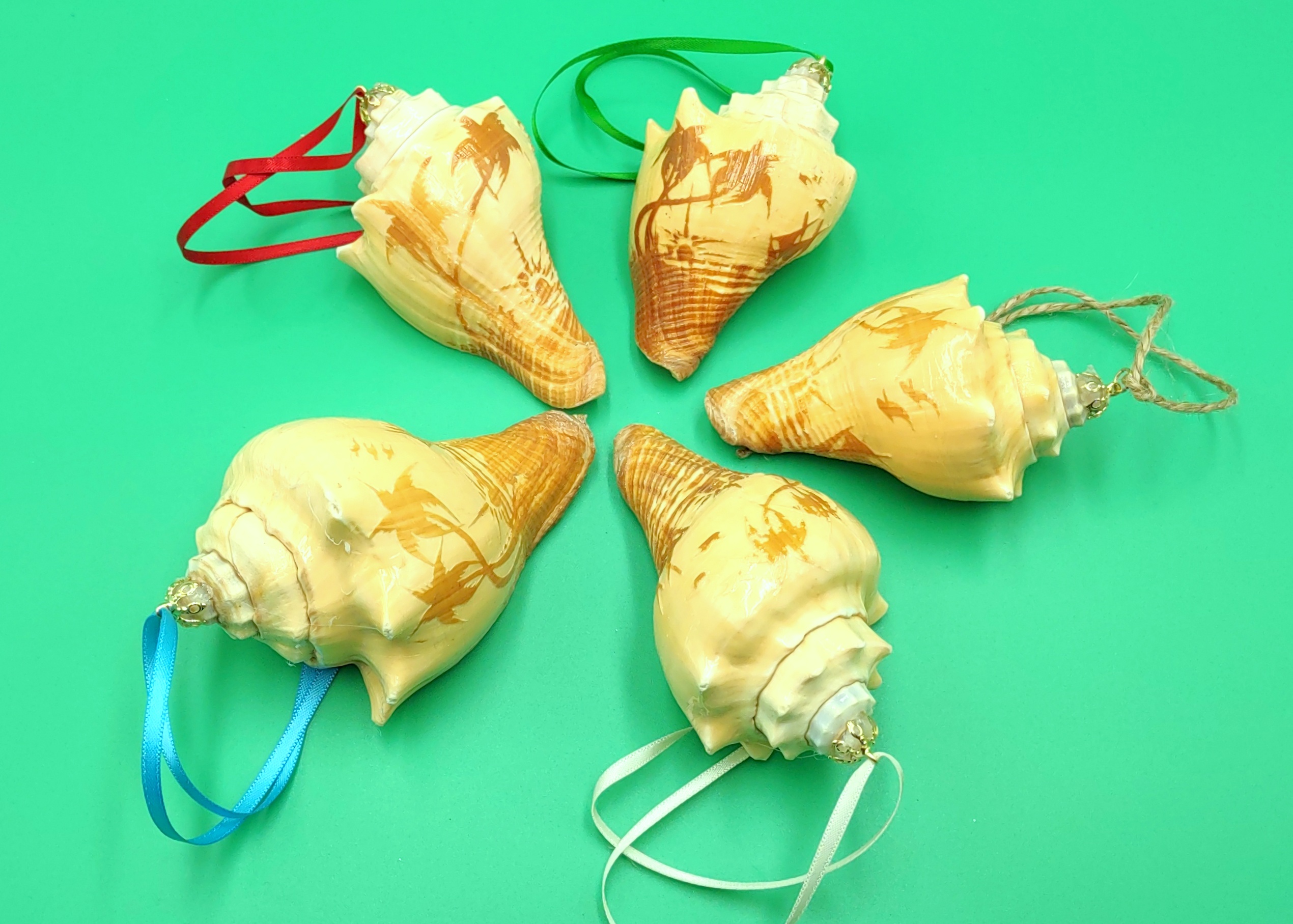  DOITOOL 8pcs Natural Conch Couch Shell Ornaments