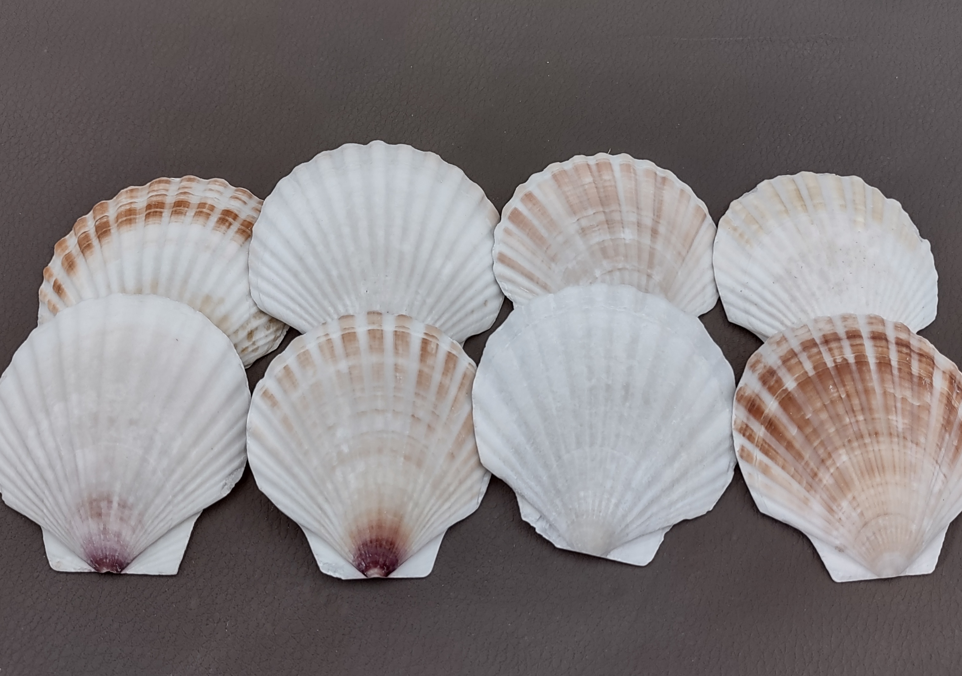 Small Scallop Baking Dish Seashells - Pecten Yessoensis - (8 shells approx.  2-2.5 inch) Perfect for Appetizer Dishes, Crafts, Art Projects