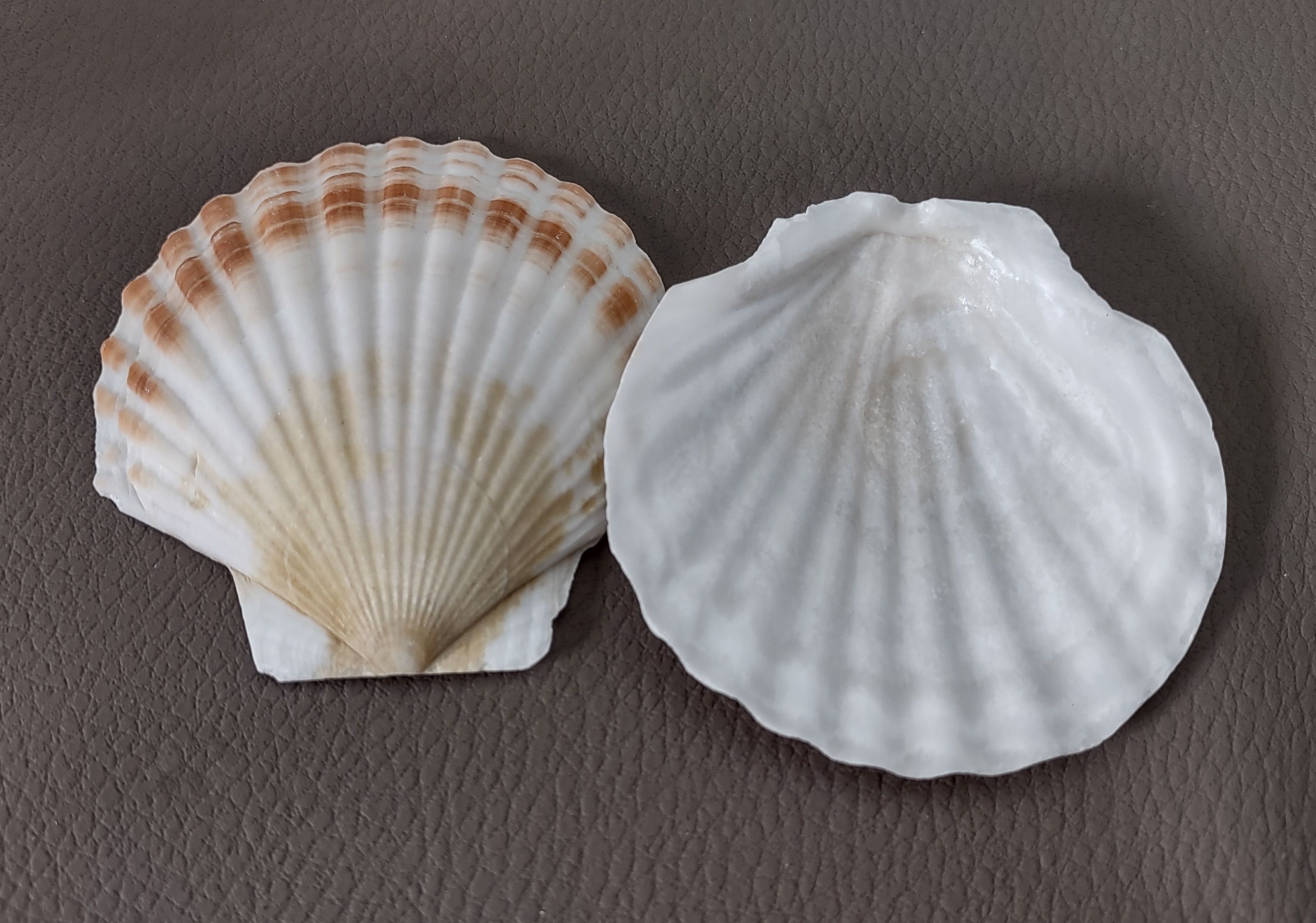 Small Scallop Baking Dish Seashells - Pecten Yessoensis - (8