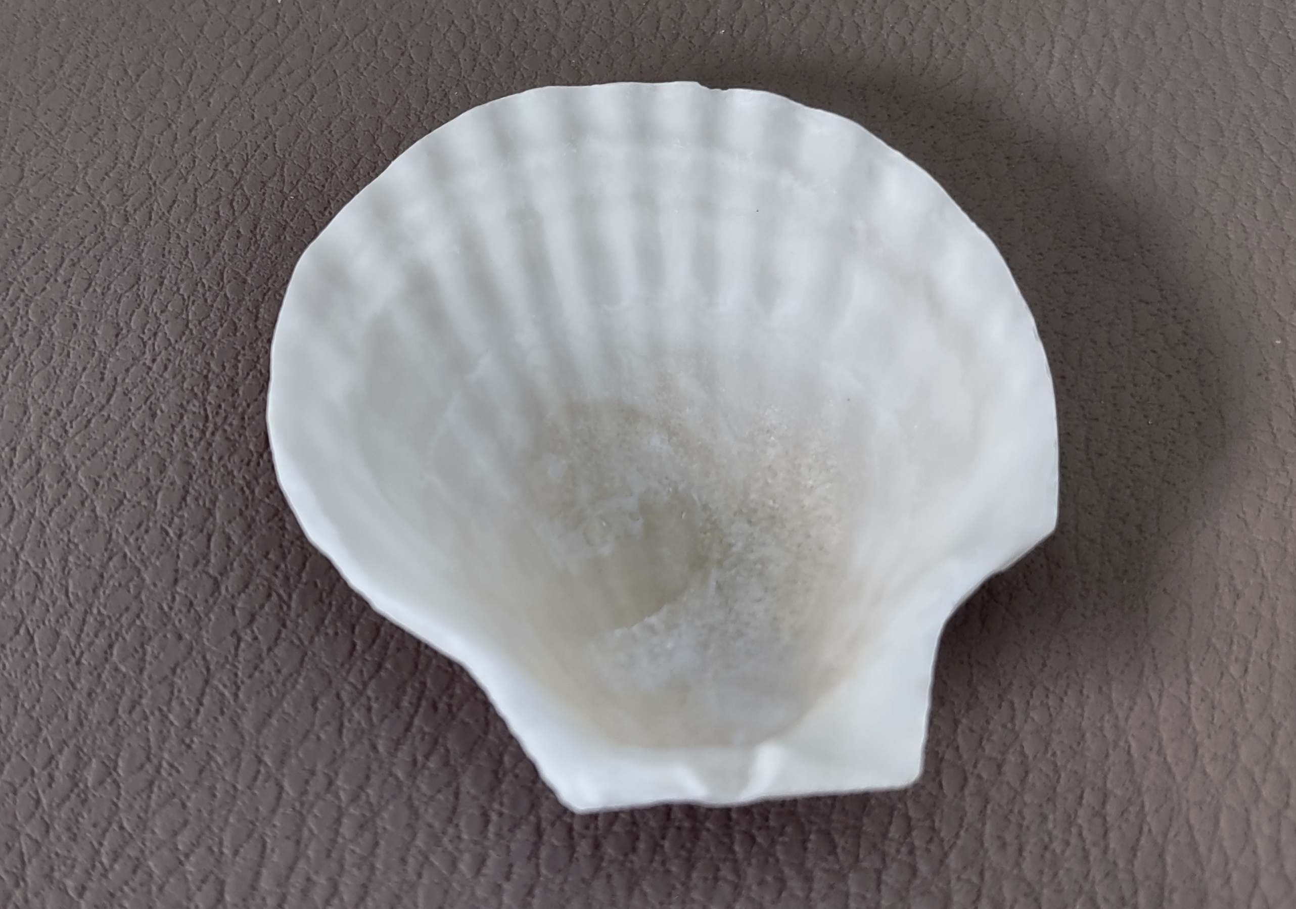 Small Scallop Baking Dish Seashells - Pecten Yessoensis - (8 shells