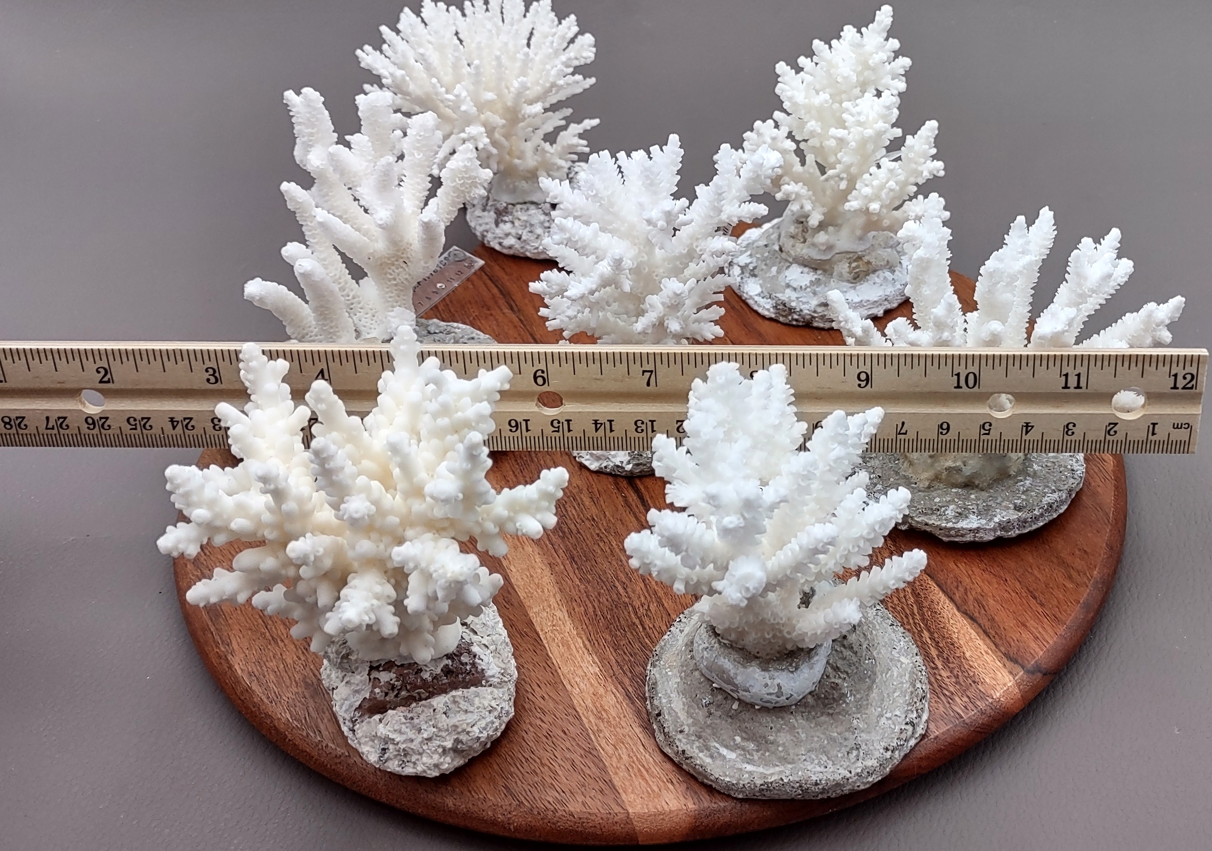 White Lace Coral - (1 coral approx. 5-7 inches)