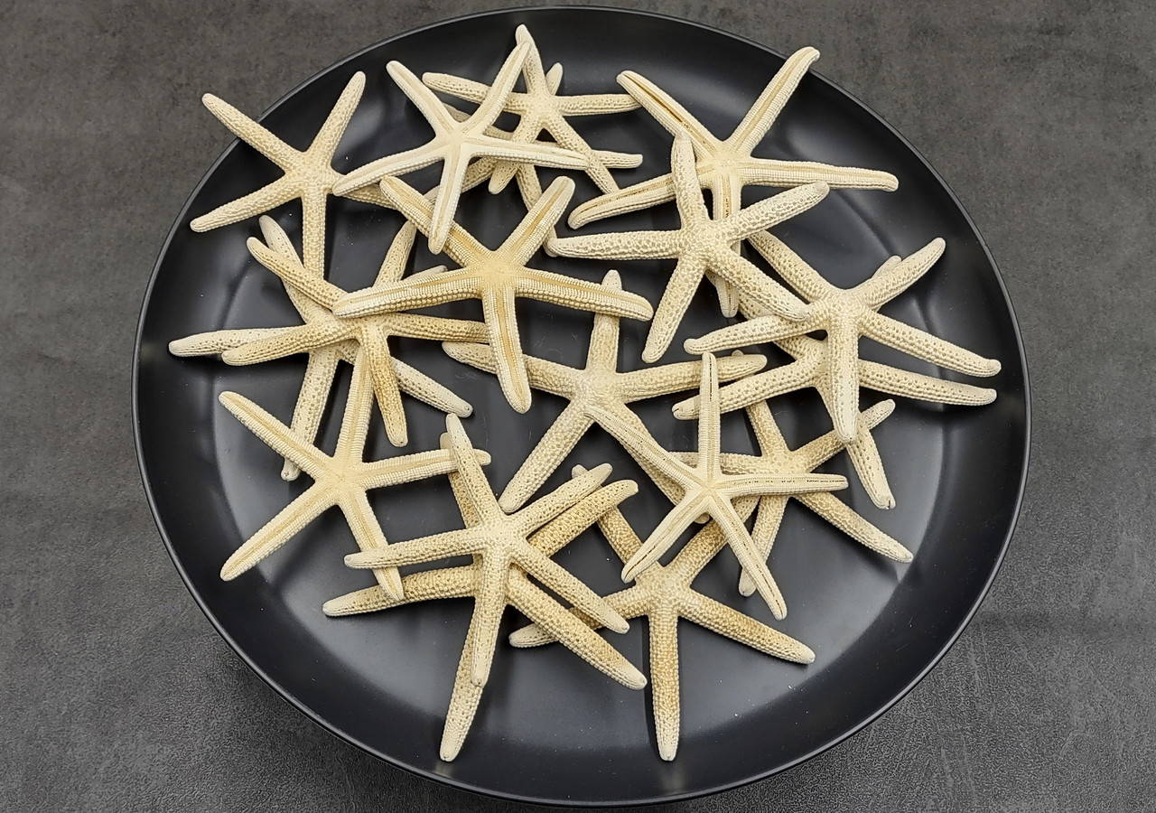 Off White Finger Starfish Cream Colored Linckia Laevigata (3