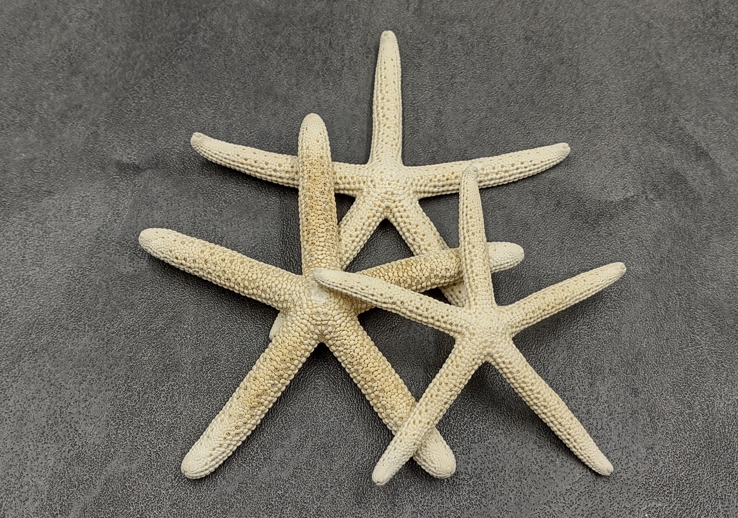 White Finger Starfish