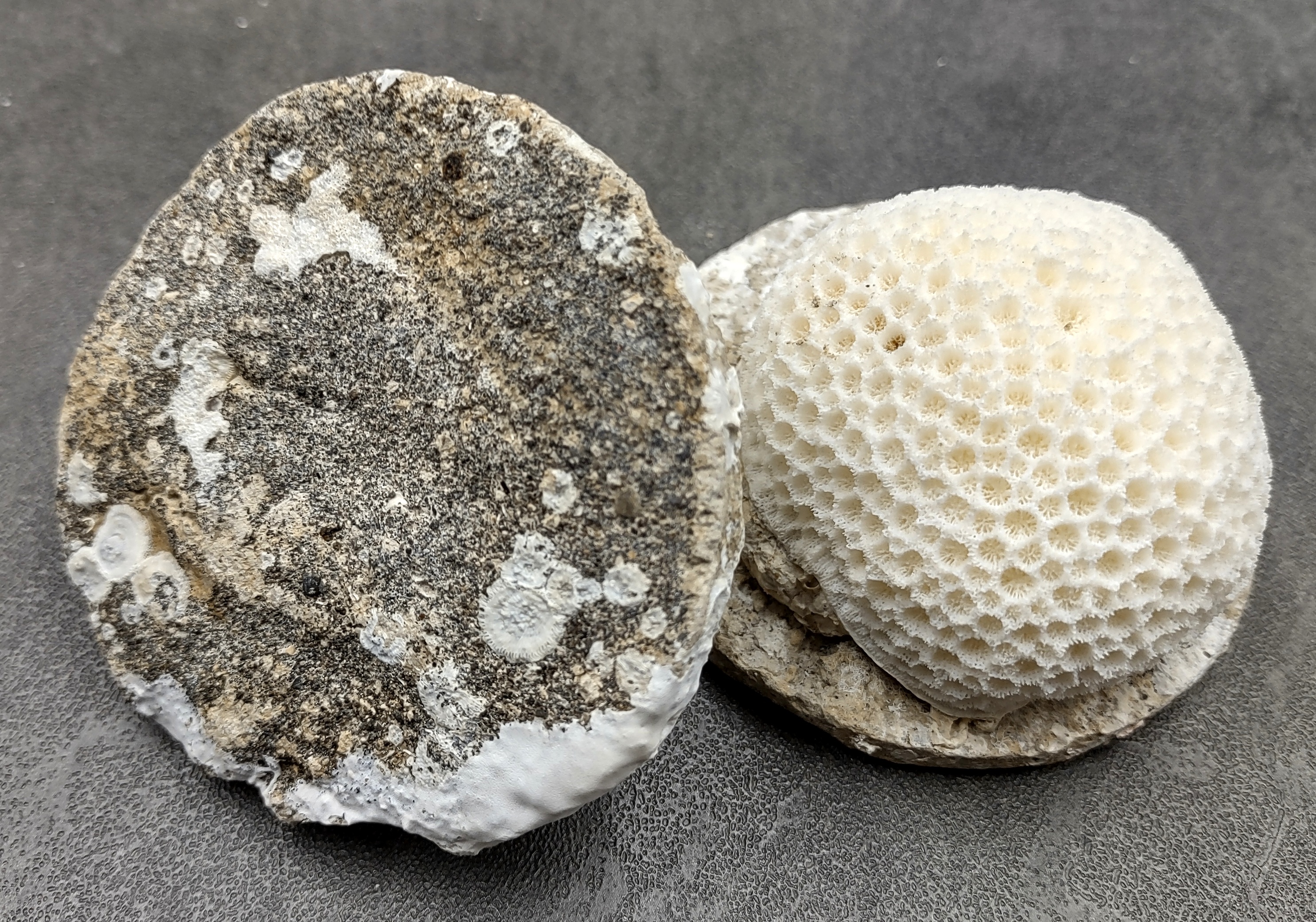 White Lace Coral - (1 coral approx. 5-7 inches)