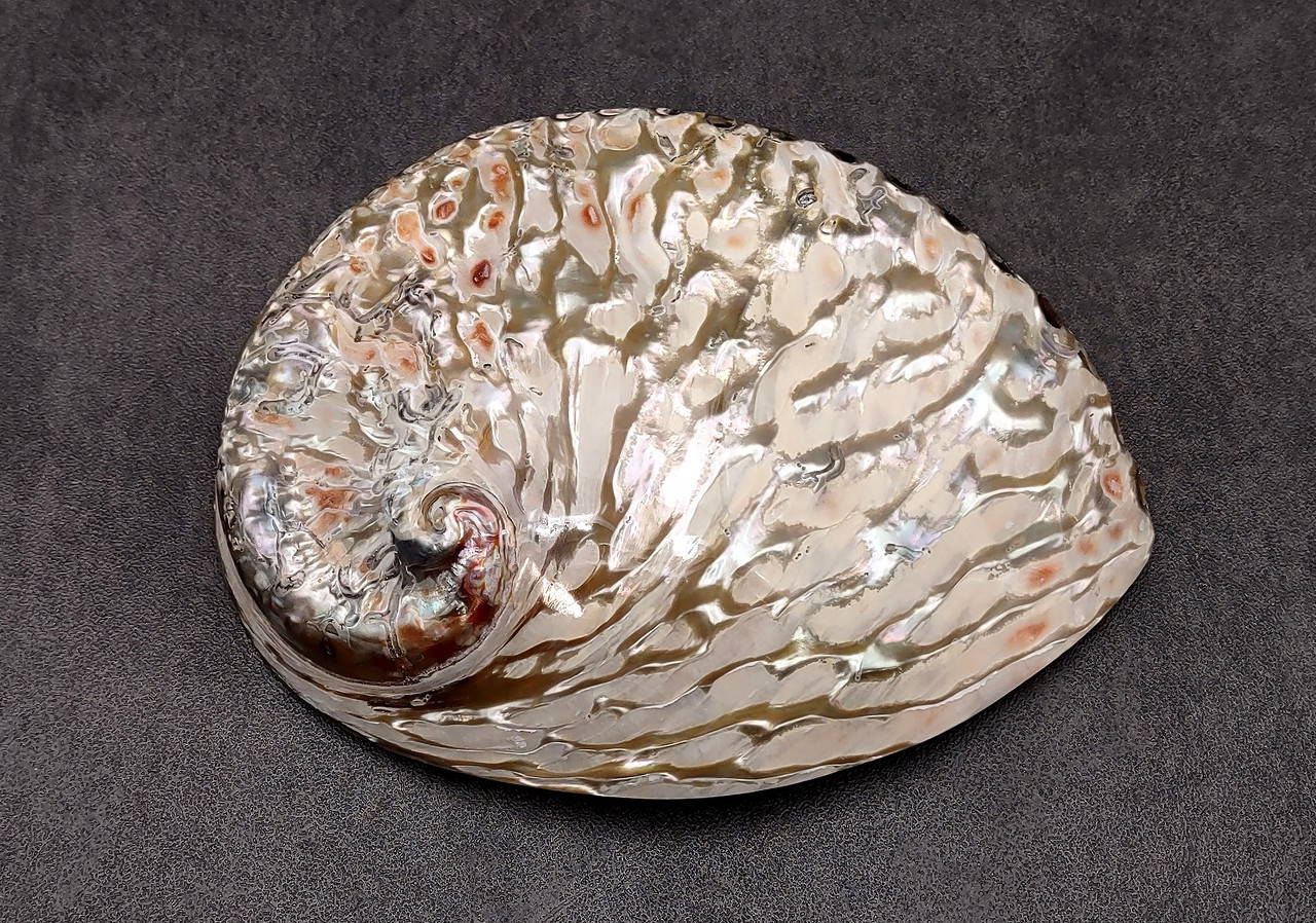 Polished White Abalone Midas Seashell Haliotis Midae (1 shell Polished White Abalone Midas Seashell Haliotis Midae (1 shell