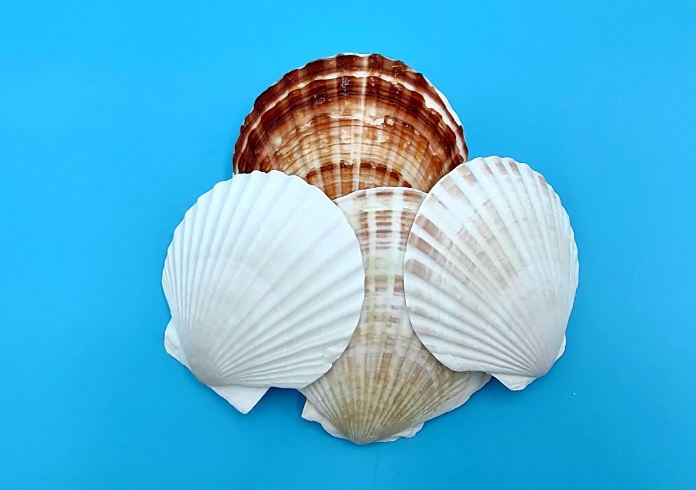 PEPPERLONELY 5 PC Large Great Scallop Sea Shells, Irish Flat Shells, 3 Inch  ~ 4 Inch