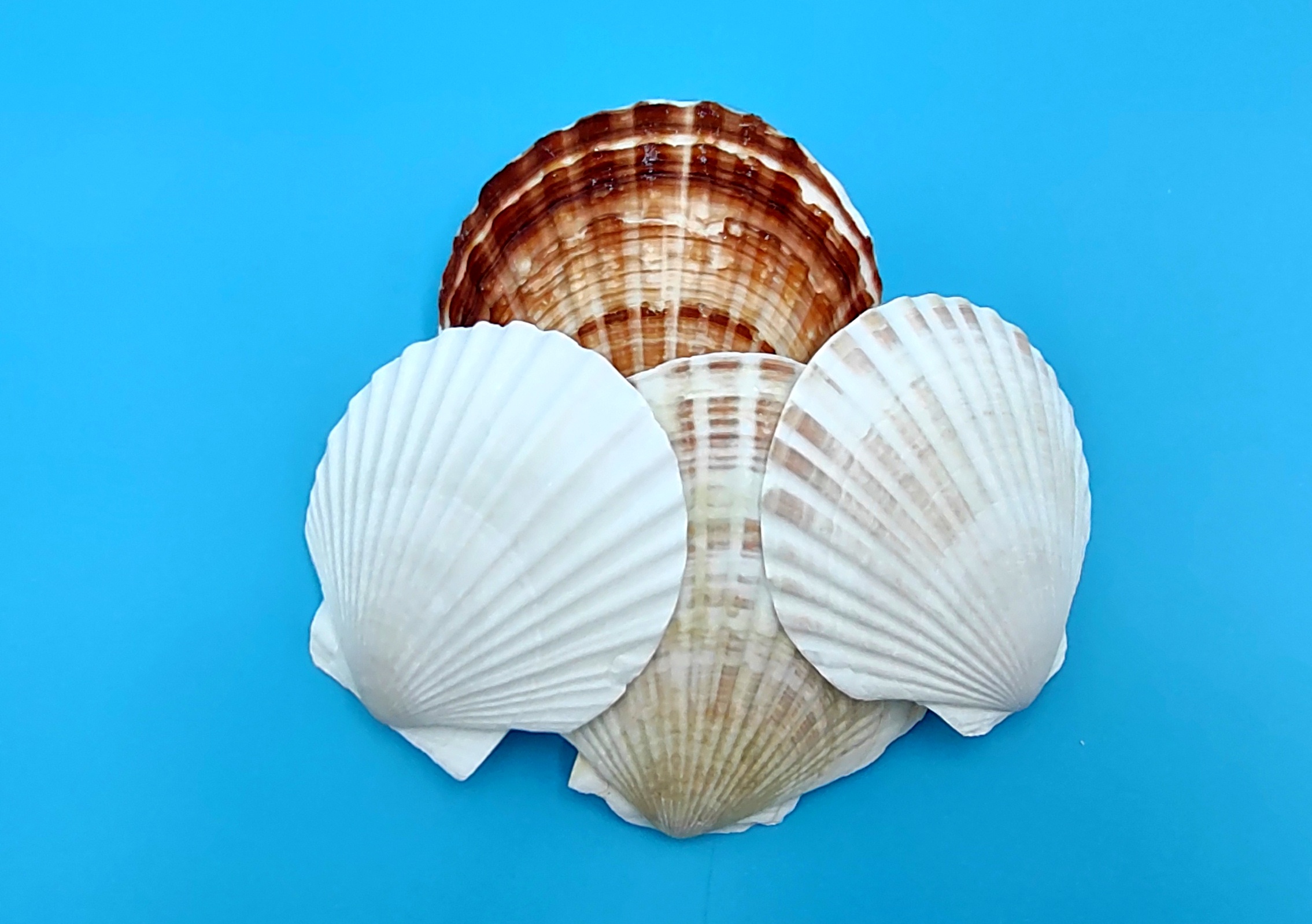 Calico Atlantic Scallop Seashells - Argopecten Gibbus - (10 shells approx.  2 inches)