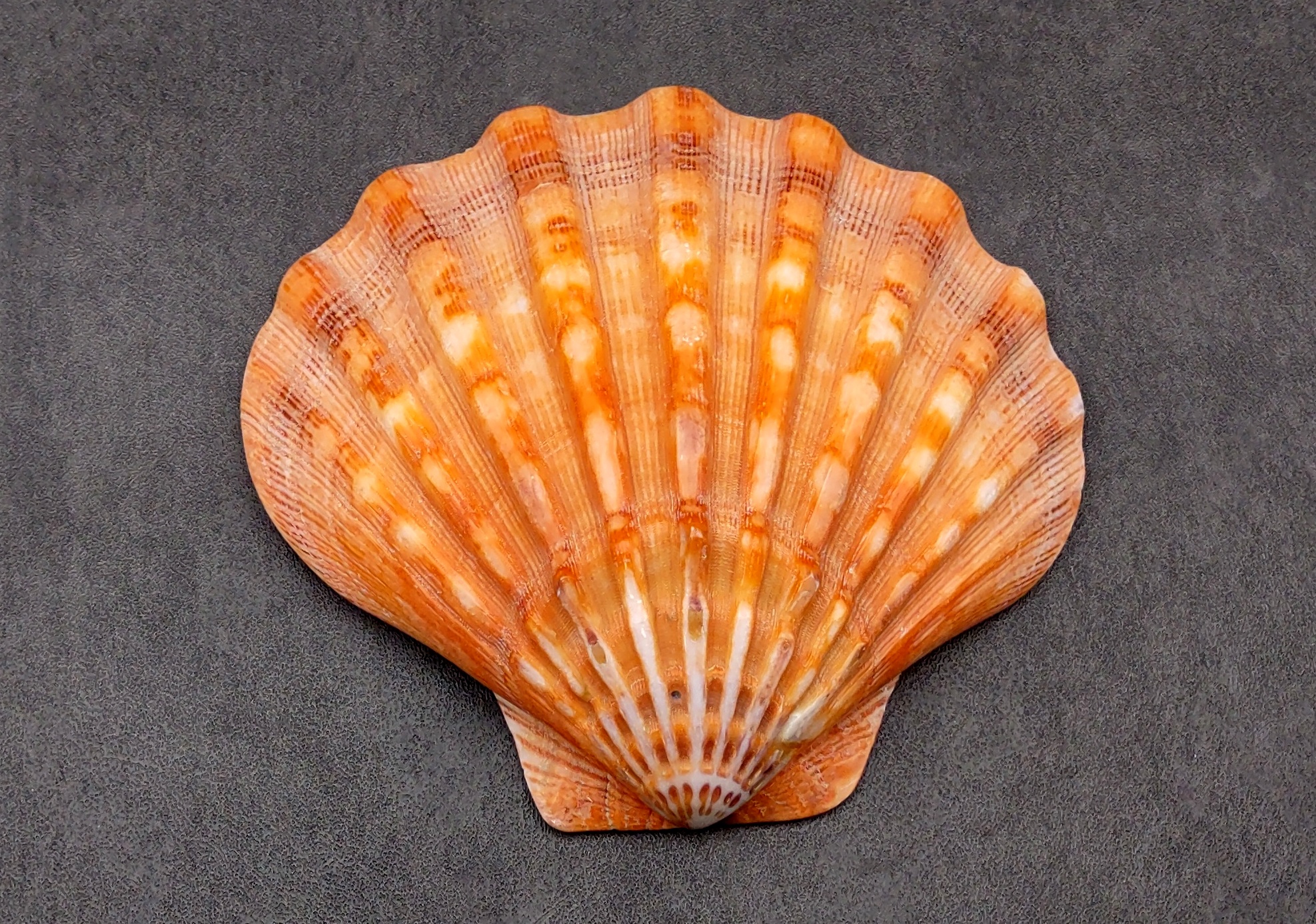 Polished Orange Lion's Paw Scallop Shell Pecten Subnodosus (1 shell approx.  5+ inches) Great for ocean decoration, art projects & crafting!