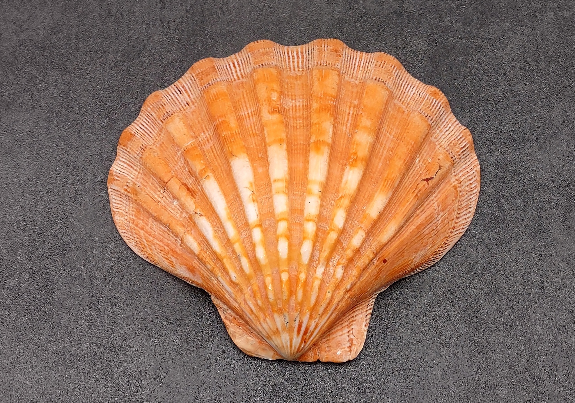 Polished Orange Lion's Paw Scallop Shell Pecten Subnodosus (1