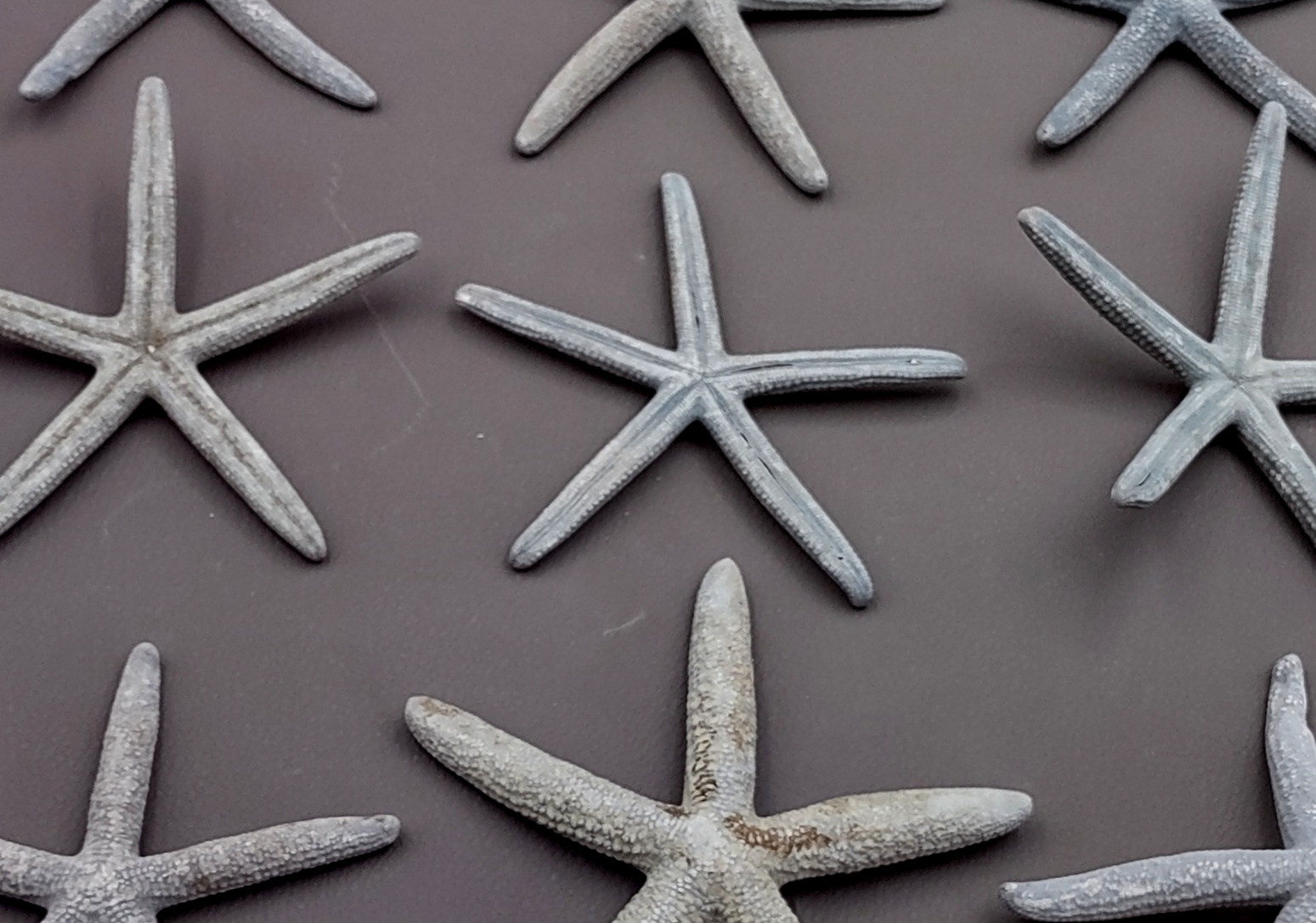 Blue Gray Finger Starfish Linckia Laevigata (2 starfish approx. 5+