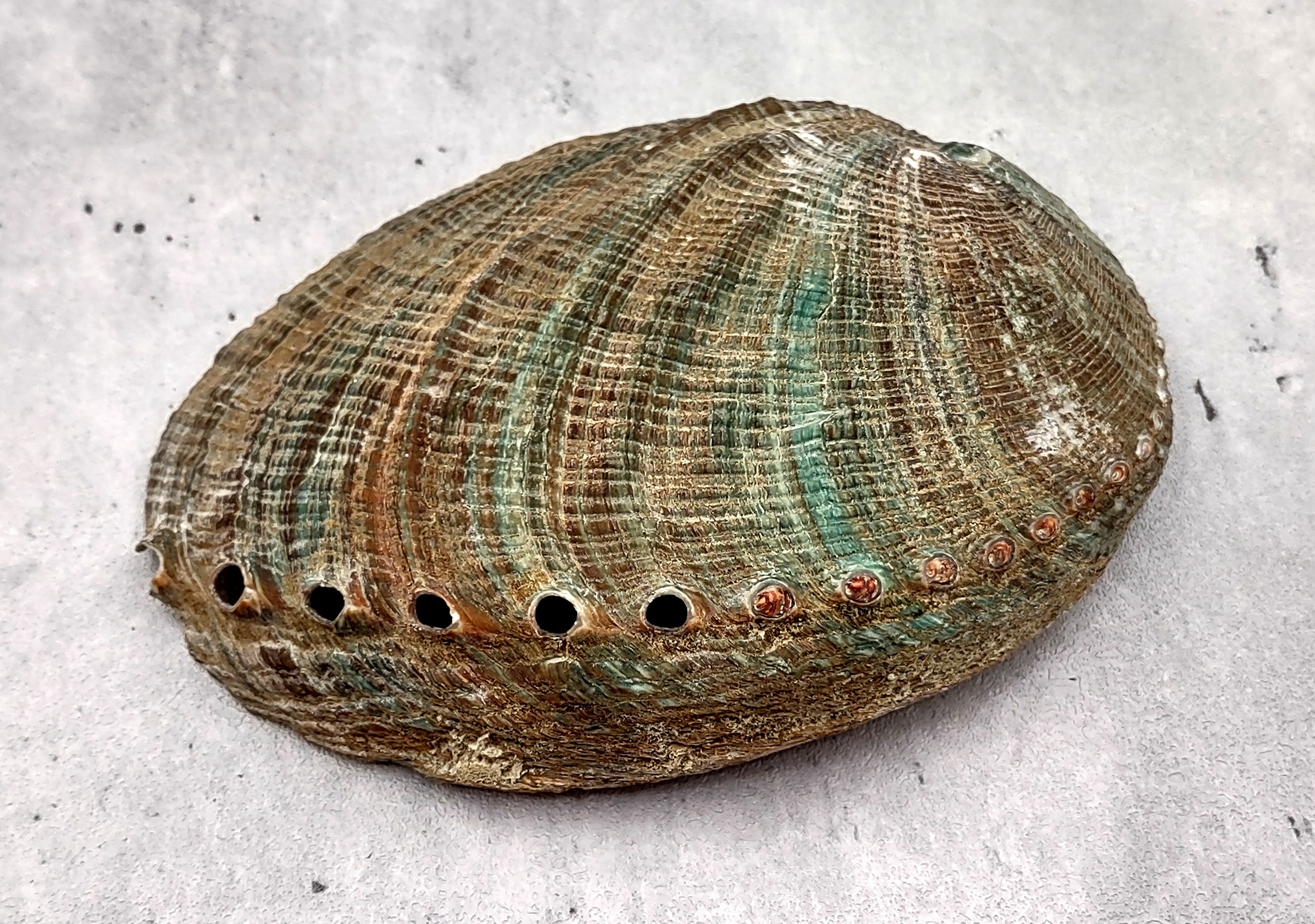 Green Abalone Sea Shell - Ace of Vase