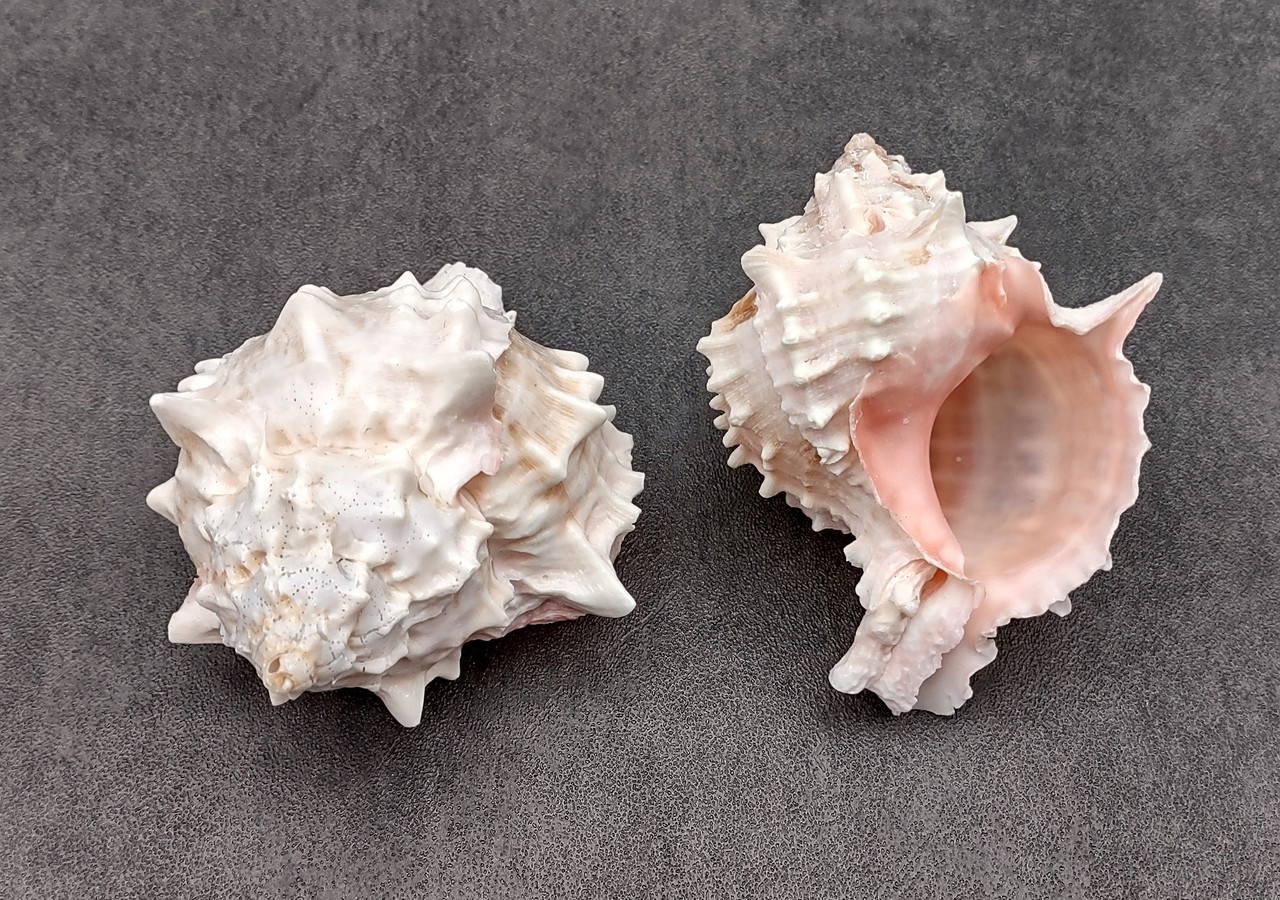 Pink Murex Seashells Murex Erythrostomus (2 shells approx. 3+