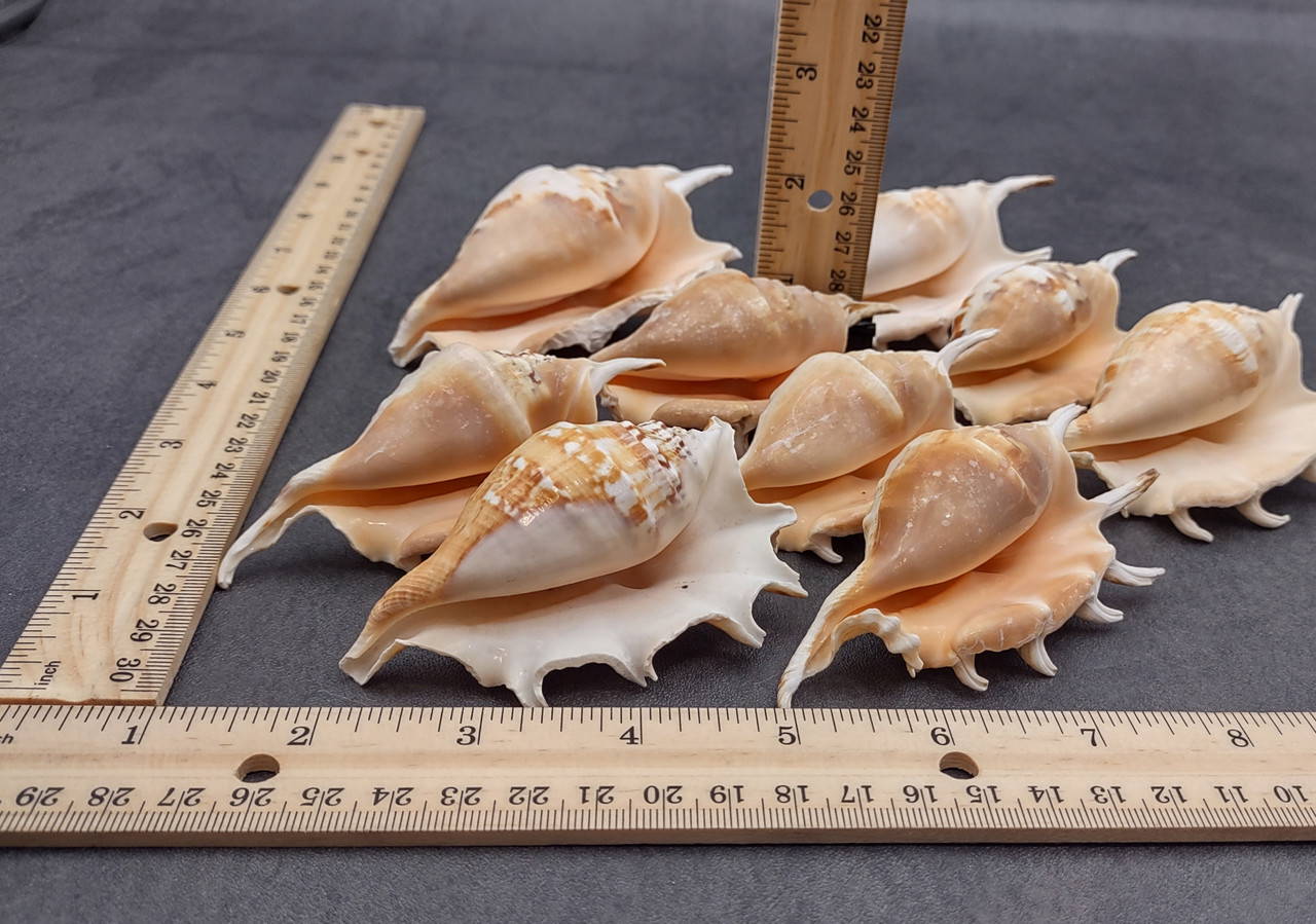 Scorpion Spider Conch Seashell Lambis Scorpio (1 shell approx. 4+