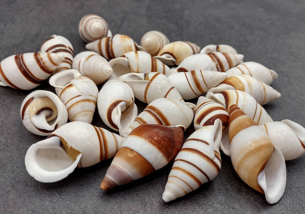 Assorted Land Snail Shells Brown Striped Dolichostyla Porracea (5