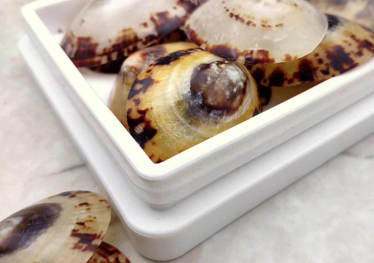 Oval Limpet Seashells Cellana Testudinaria (2 shells approx. 1.5-2