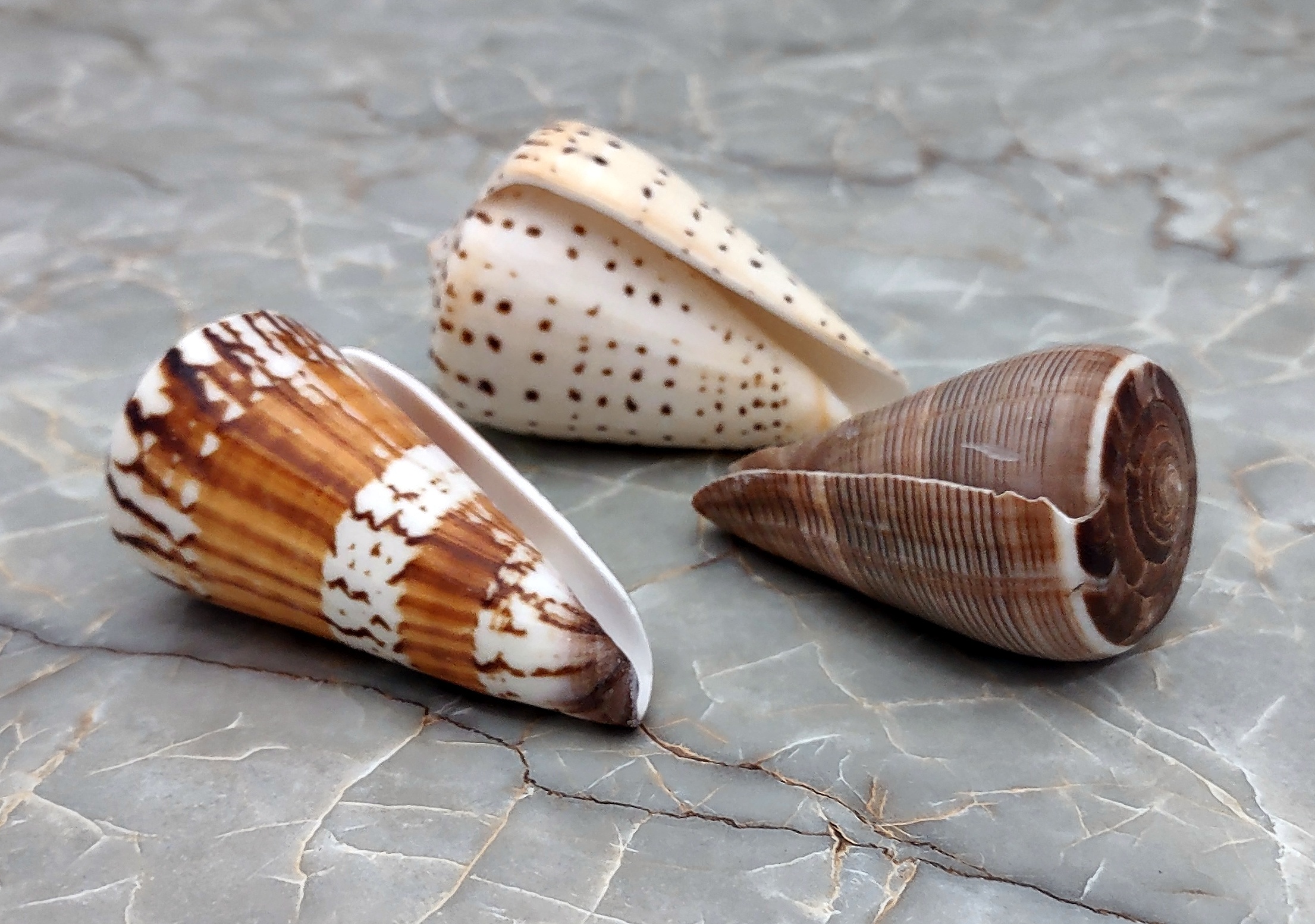 Lot of 6 Small Spiral Pointed Cone Shells 1 to 1-1/2 length