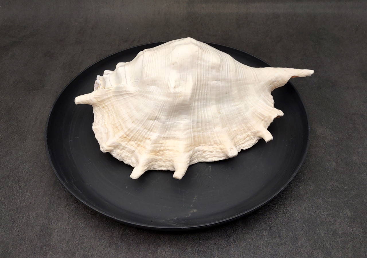 Giant Spider Conch Seashell XL Lambis Truncata (1 shell approx. 9+