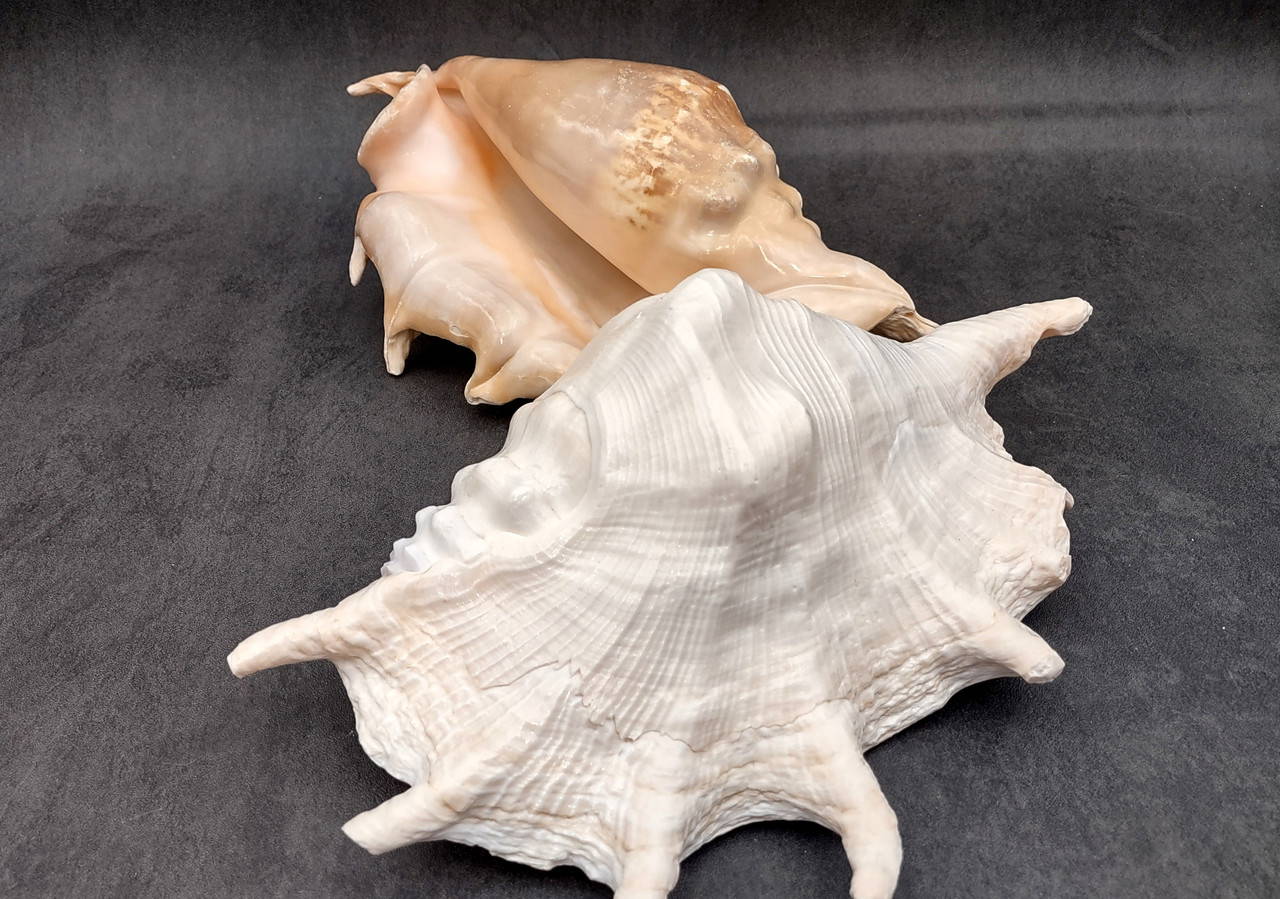 Giant Spider Conch Seashell XL Lambis Truncata (1 shell approx. 10