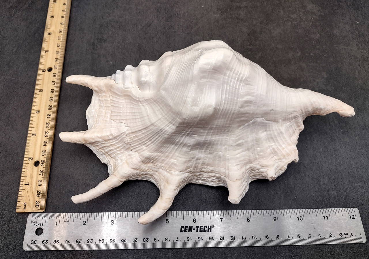 Giant Spider Conch Seashell XL Lambis Truncata (1 shell approx. 10