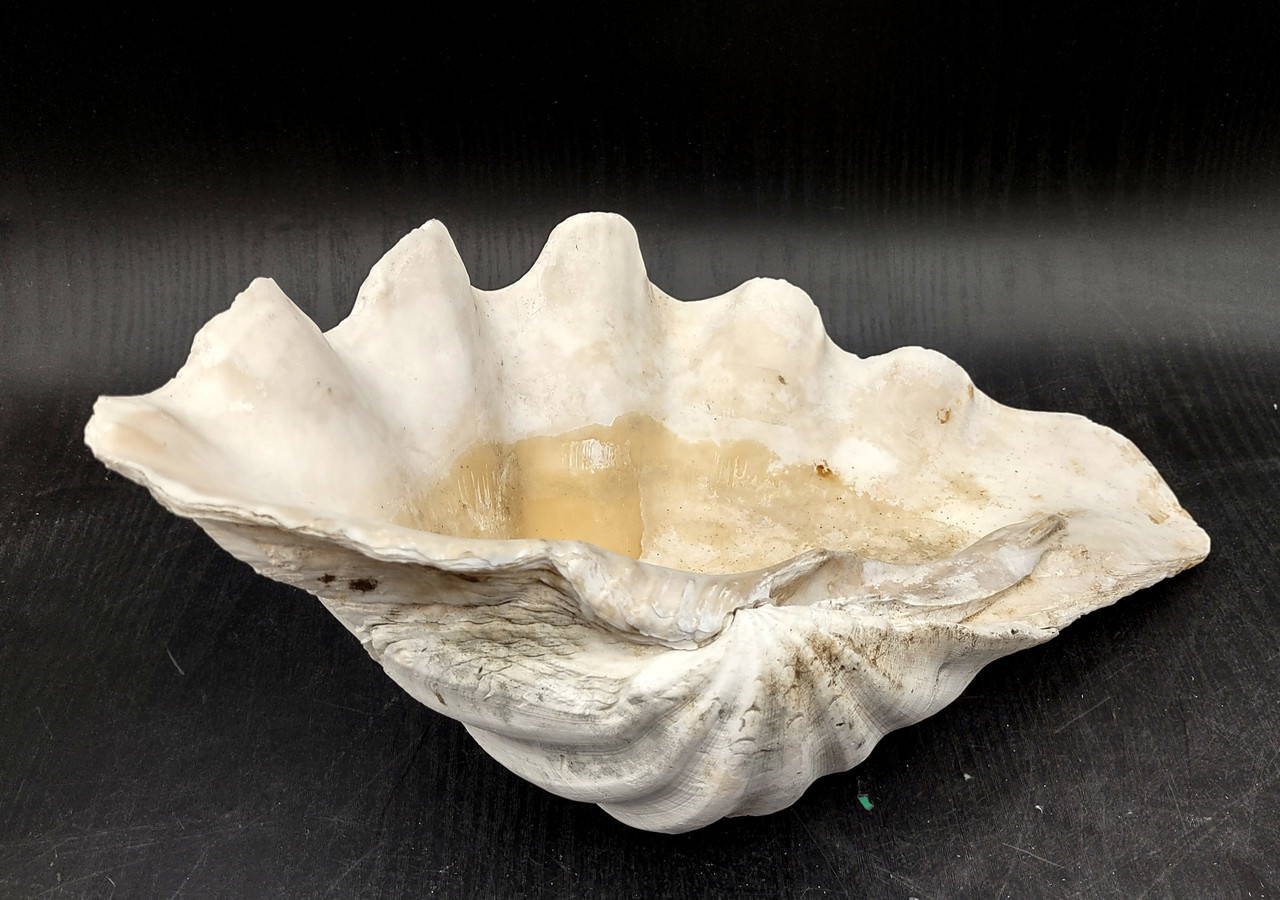Giant Clam Shell Half (1 half shell approx. 13L x 3.5H x 7D inches