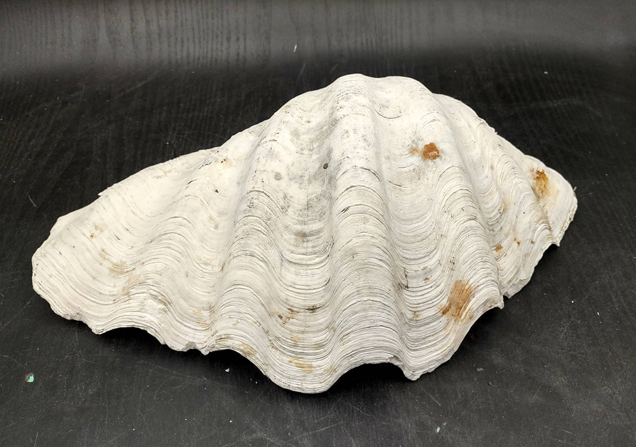 Giant Clam Seashell Half Tridacna Gigas (1 half shell approx. 13L