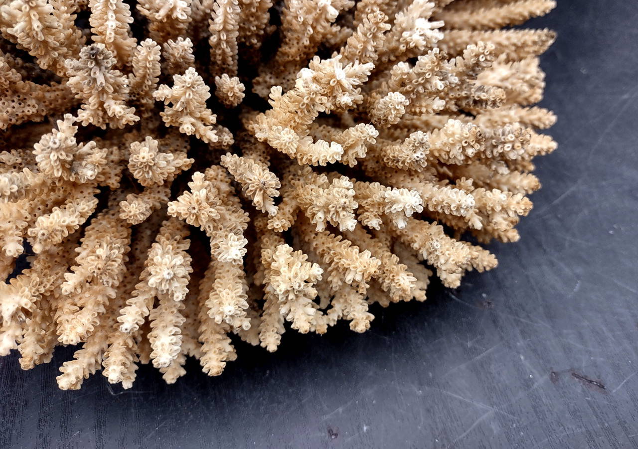 Off White Natural Table Coral Cluster Large Acropora Latistella (1